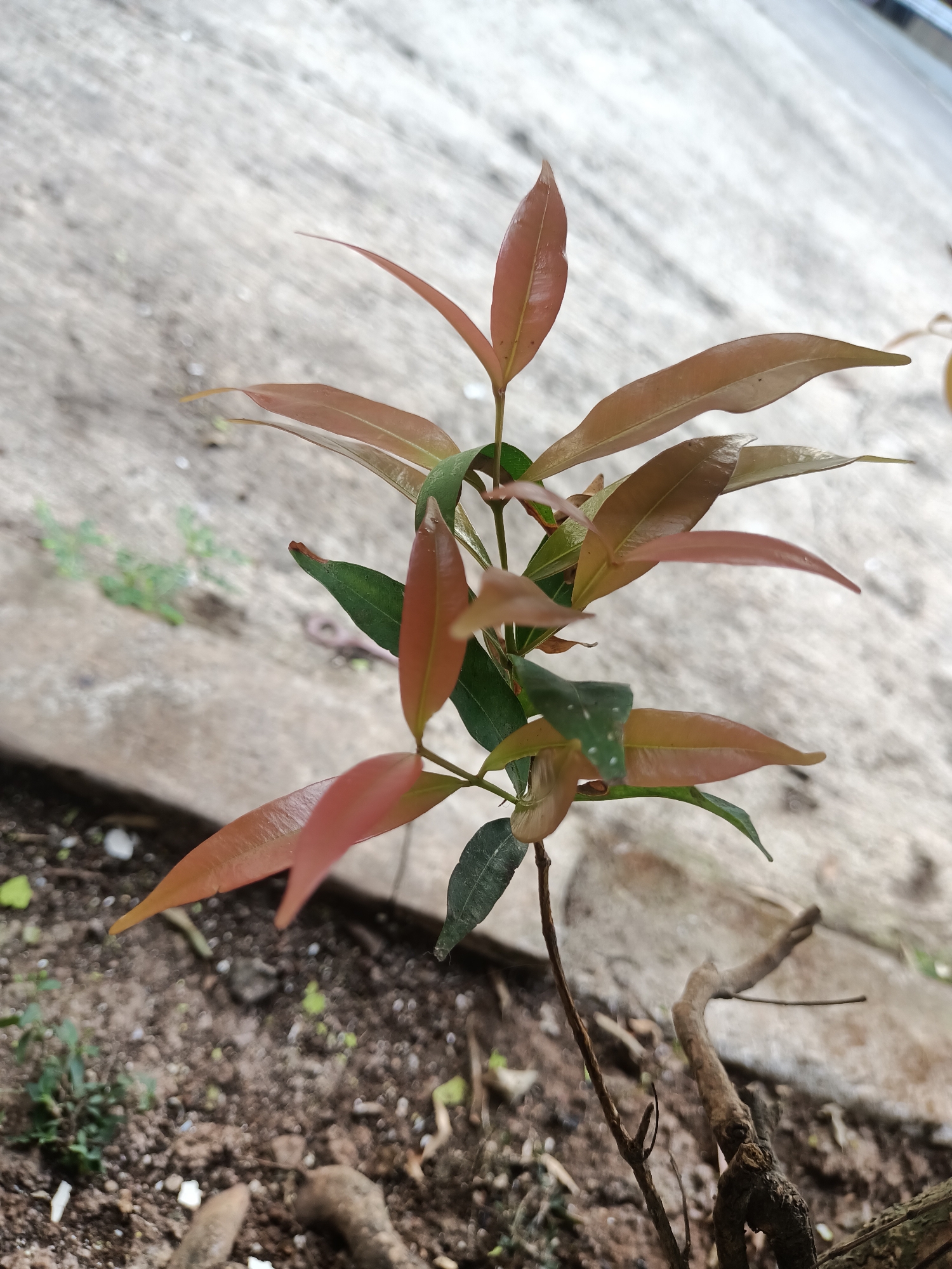 A close-up, eye-level shot captures a small plant seedling with young leaves in various shades of green and reddish-brown, growing from soil at the edge of a paved surface. The seedling is the primary subject, with its delicate stem and emerging foliage dominating the frame. The background consists of a rough, gray concrete surface with visible textures and some scattered debris, suggesting an outdoor urban or suburban setting. A thin, brown, dry twig extends from the lower right of the frame, partially obscuring the base of the seedling. The overall lighting is diffuse, indicating an overcast day or shade. The scene appears to be located in Purwakarta, Indonesia, based on the prompt's request.