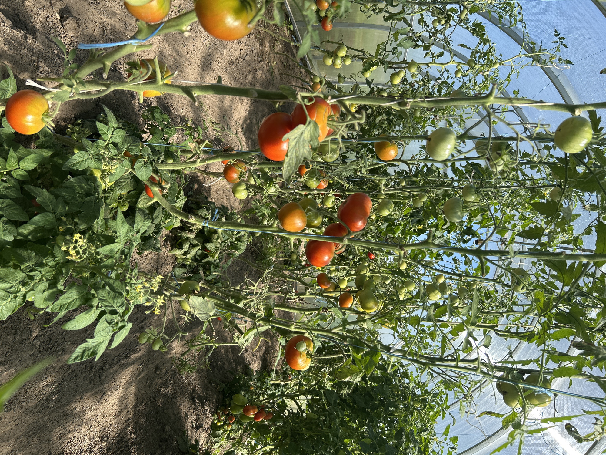 This is an outdoor shot of a greenhouse in the village of Kalitsino, Russia, filled with ripening tomatoes. The greenhouse structure is visible, with a transparent plastic roof and side panels. Tomato plants are growing vertically, supported by stakes and strings. Many tomatoes are visible on the plants, in various stages of ripeness, ranging from green to bright red and orange. The ground inside the greenhouse appears to be dirt. The scene is bathed in natural sunlight.