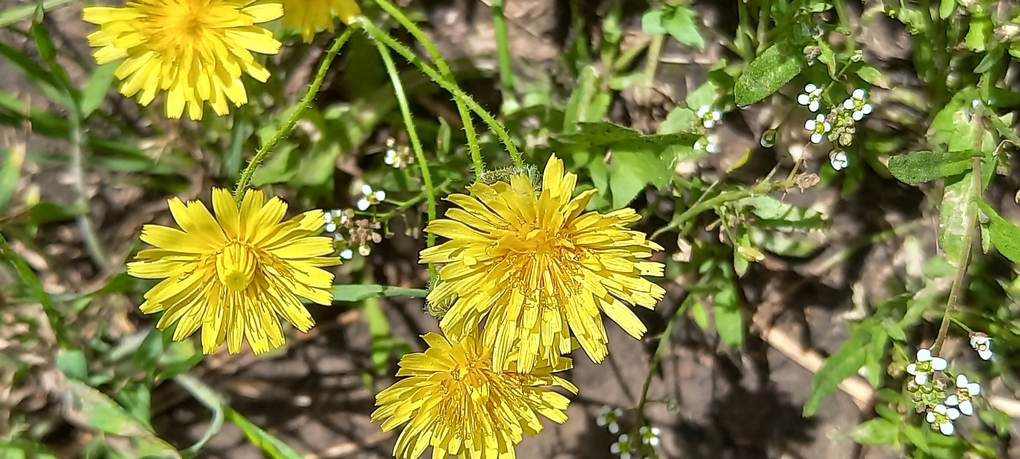 The image shows a close-up view of several yellow dandelion flowers in a field. The flowers are in various stages of bloom. Some small white flowers and green grass are also visible. The location is outdoors, likely in Kryvyi Rih, Ukraine. No people or interactions are evident.