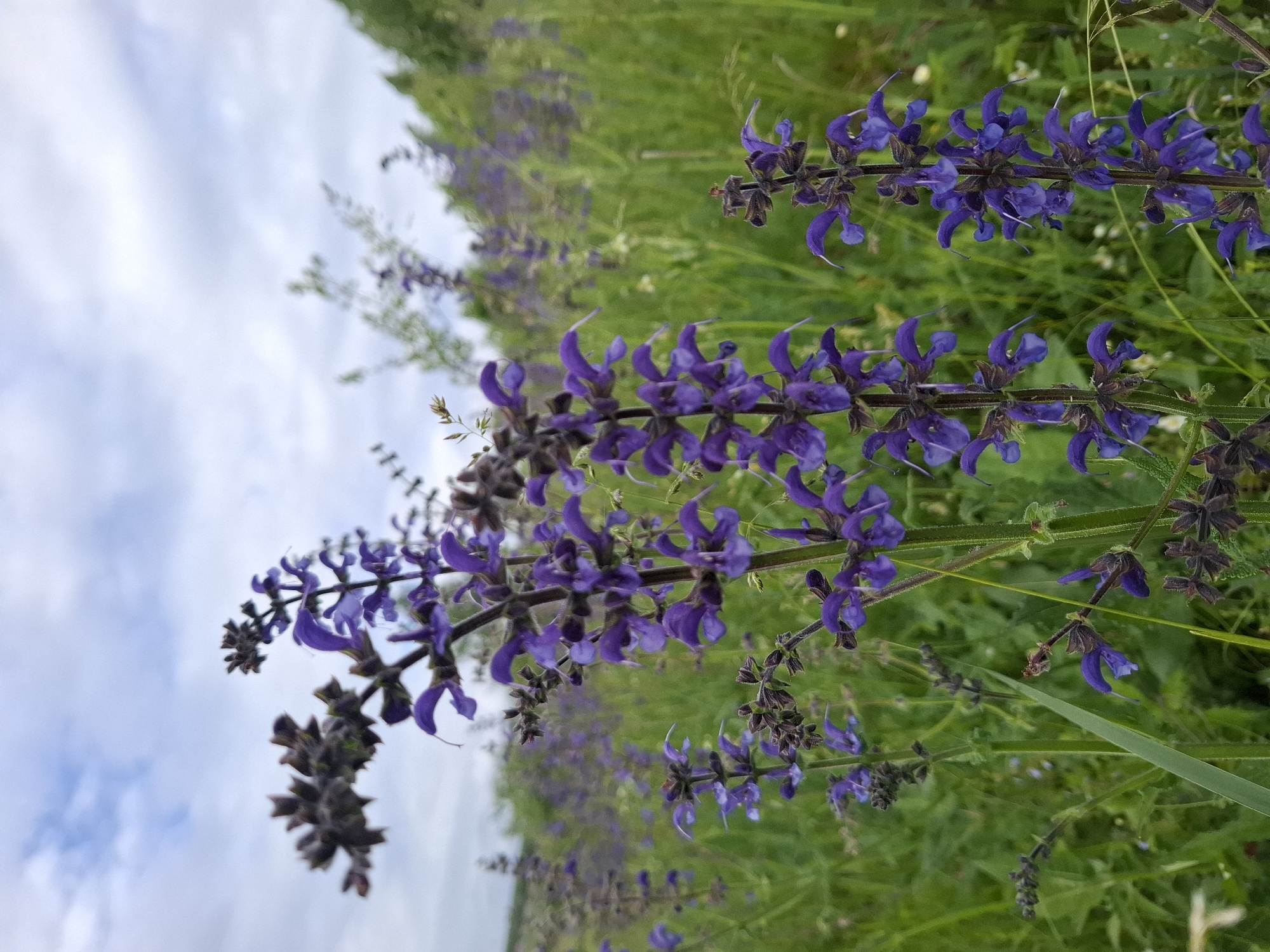 A ground-level shot captures a field of purple flowering plants against a backdrop of a cloudy sky and verdant vegetation. The focus is on the foreground plants, which display vibrant purple flowers on their stems. Some stems exhibit darker, dried flower structures. The background is blurred, but a field of similar plants can be discerned, fading into the horizon with a hint of trees in the distance. The image is shot with a slight upward angle. The location is Khlevnoye, Russia.
