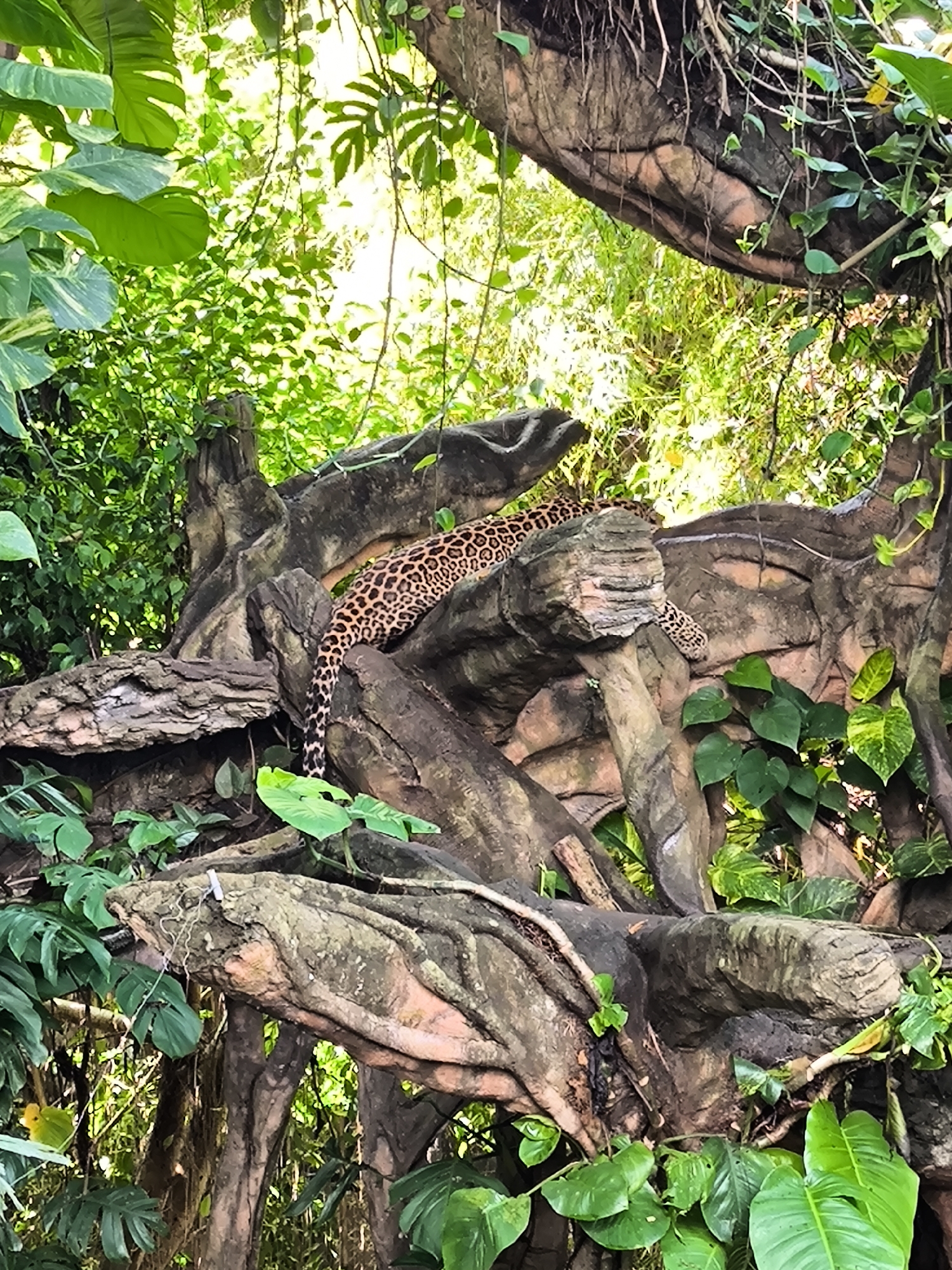 A leopard is resting on a tree branch in a lush, green environment. The leopard has a spotted coat and is lying down with its tail hanging over the branch. The tree is covered in vines and leaves, and the background is filled with foliage. The lighting suggests it is daytime, with dappled sunlight filtering through the leaves.