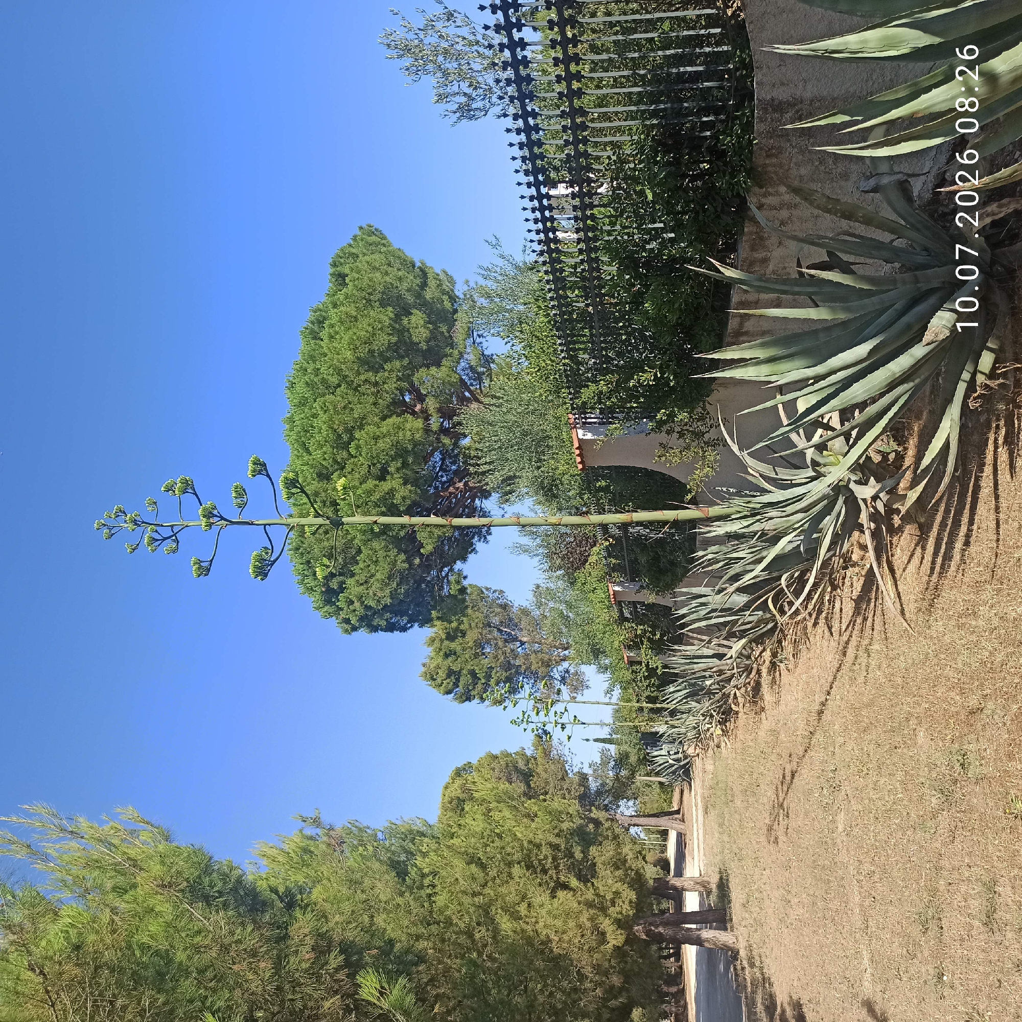 The image depicts a sunny outdoor scene with a clear blue sky. In the foreground, a row of large agave plants with pointed, succulent leaves is lined up along a low concrete wall. Behind the agaves, a tall black metal fence with decorative finials runs horizontally across the frame. Beyond the fence, dense green foliage and trees are visible, including a tall pine tree with a distinctive umbrella-like shape. To the left of the agave plants, a dry, brown grassy area leads to a path lined with several tall pine trees. A very tall, slender stalk, likely from a mature agave plant, rises vertically in the center of the image, with small clusters of developing buds or flowers branching out from it. The timestamp "10.07.2026 08:26" is overlaid in white text in the bottom right corner. The scene is consistent with the vegetation and environment found in Terlizzi, Italy, known for its Mediterranean climate and plant life. There are no people visible in the image.