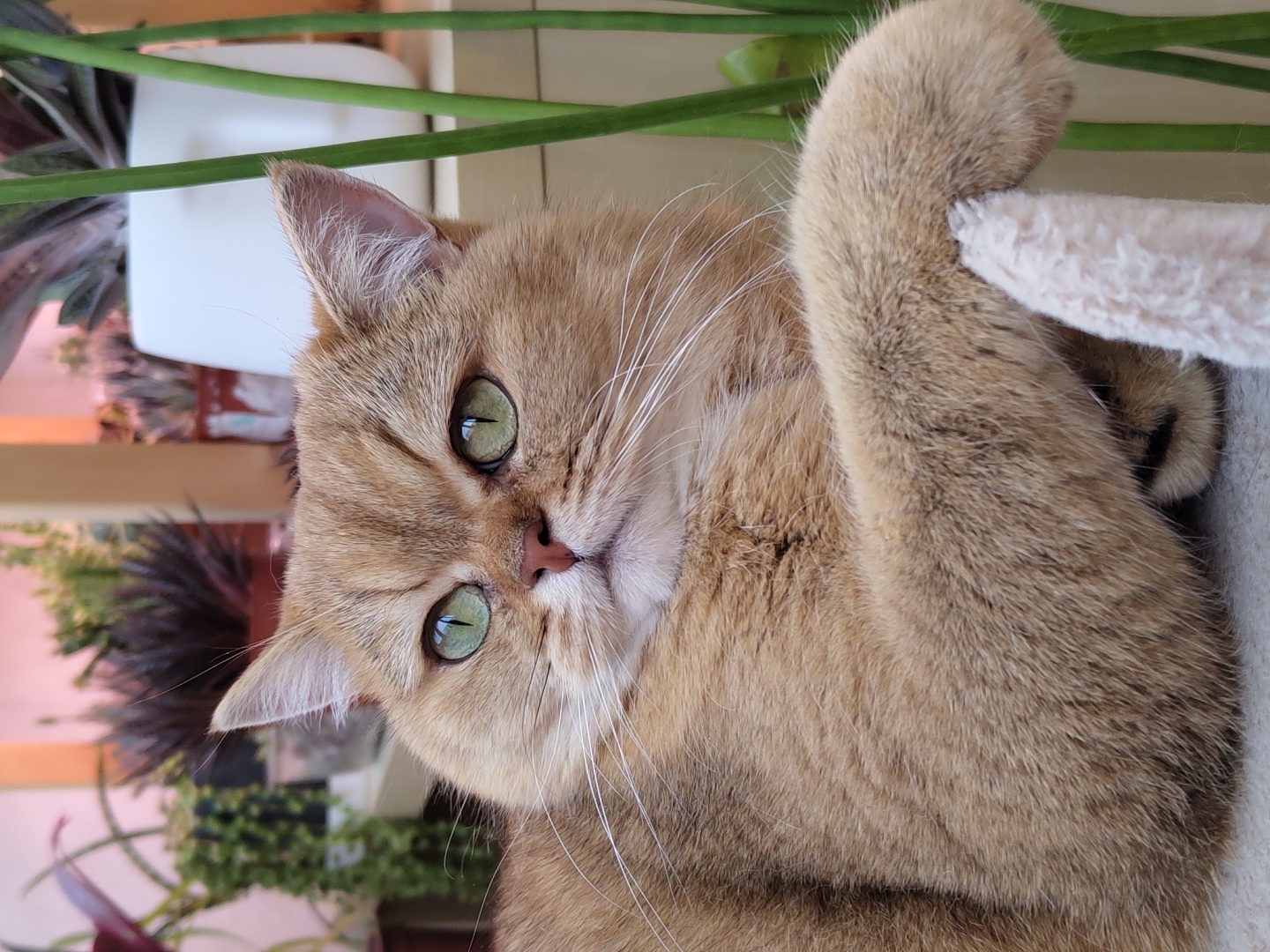 A close-up shot captures a British Shorthair cat with golden fur and striking green eyes. The cat is positioned in a relaxed posture, with one paw resting on a fuzzy surface. In the background, several potted plants, including succulents, are visible, along with a white planter. The lighting suggests an indoor setting, possibly a balcony or near a window, with a soft, warm glow. The overall scene is serene and domestic. There is no indication of the location being in Krasnodar, Russia, or any specific city.