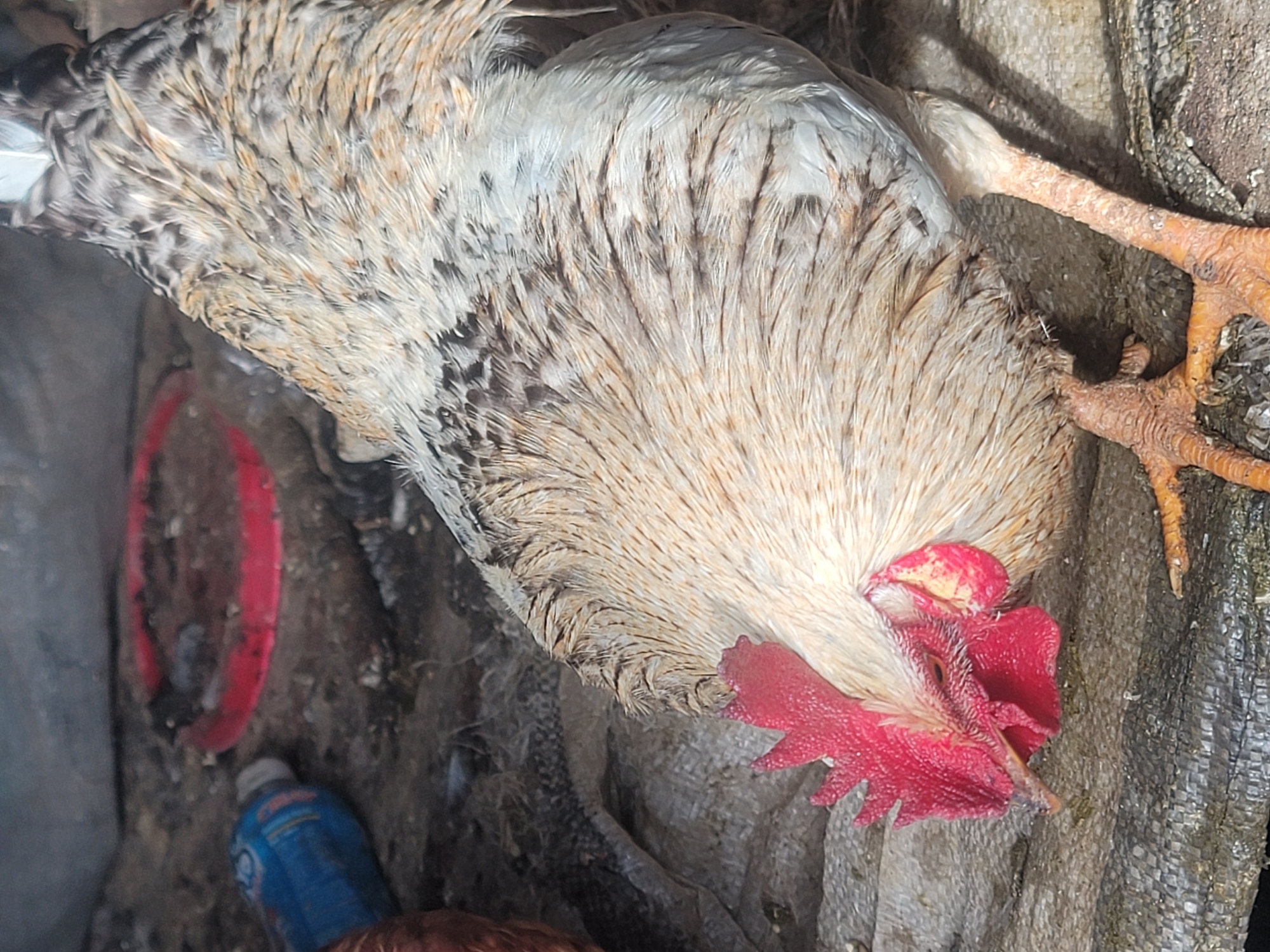A close-up, high-angle shot depicts a rooster lying on its side, possibly deceased. The bird has white and light brown feathers with a vibrant red comb and wattle. Its orange legs and feet are visible. The setting appears to be a cluttered outdoor area, potentially a chicken coop or pen. Debris, including a red plastic object and a blue bottle, is scattered around. A textured, gray, possibly woven material forms part of the background. The location, Barakin Akawo, Nigeria, suggests a rural or semi-rural environment, where domestic fowl are commonly raised. No people are visible in the image.