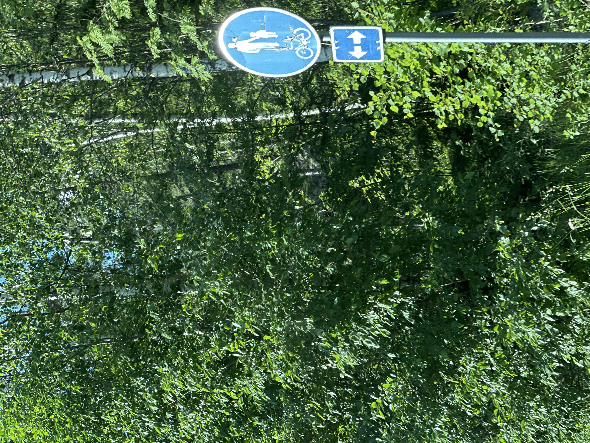 A vertical, medium shot shows a road sign in a sunlit forest. The sign is circular and blue with a white border, depicting a person walking with a child and a bicycle. Below it, a smaller square sign shows two white arrows pointing left and right. The signs are mounted on a gray pole. The background is dominated by lush green trees and foliage, with some white birch trees visible. The overall impression is of a natural, outdoor environment, possibly a park or a trail.