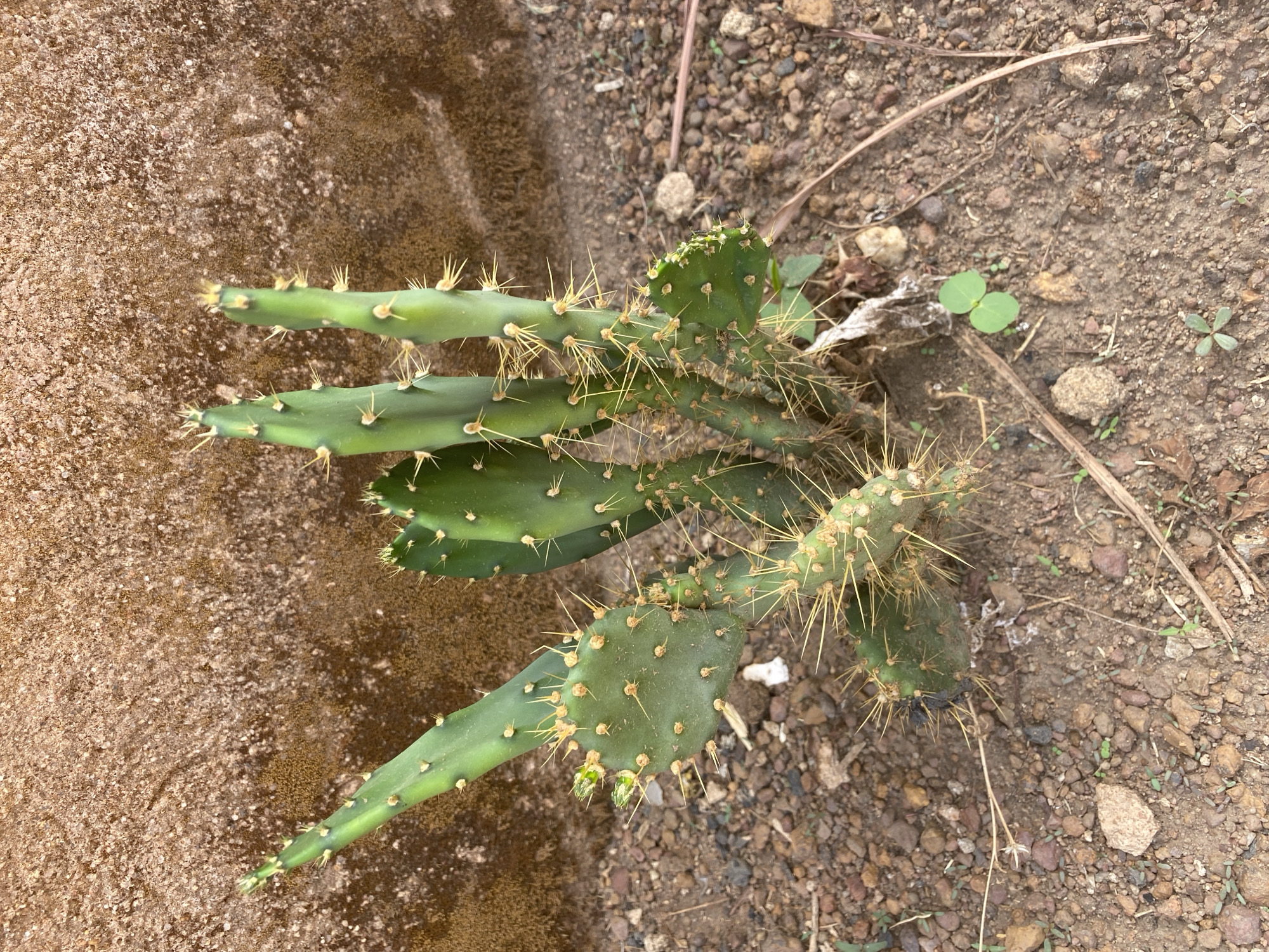 The image shows a prickly pear cactus growing on dry, rocky soil near a rough, possibly concrete, surface. The cactus has elongated, flat pads with spines. The surrounding soil is brown and contains small rocks and sparse vegetation. The location is Bukuru, Nigeria is not discernible.
