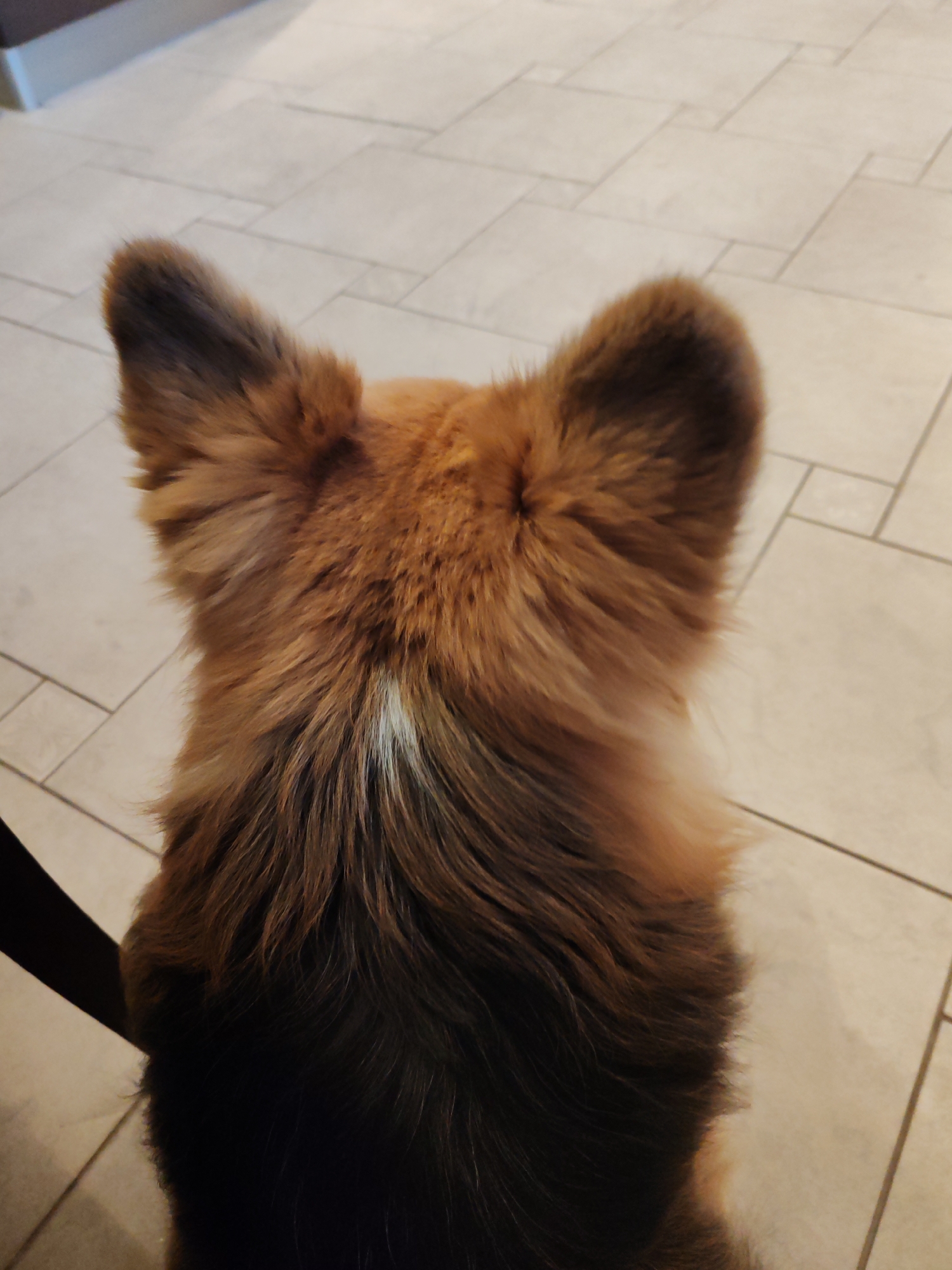 The image shows the back of a medium-sized dog, possibly a Pomeranian or a similar breed, with brown and black fur. The dog is facing away from the viewer, and its ears are erect and triangular in shape. A small patch of white fur is visible on the dog's back. The background consists of a tiled floor with rectangular tiles in a light beige color. A dark object, possibly part of a chair, is visible on the left side of the frame. There are no people visible in the image. The location is not discernible from the image.