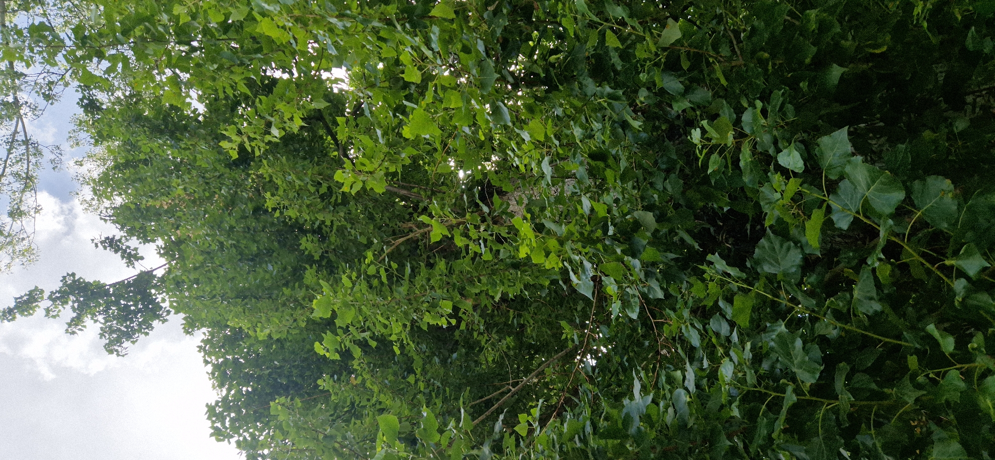 A low-angle shot looks up into the dense green foliage of a large tree against a pale sky with scattered white clouds. The leaves are a vibrant green, with some lighter green accents, and are densely packed, obscuring much of the branches and trunk. The overall impression is one of lush, overgrown greenery. The image appears to be taken outdoors, likely in a natural setting or a park, given the abundance of foliage. There are no people or discernible man-made structures visible in the frame.