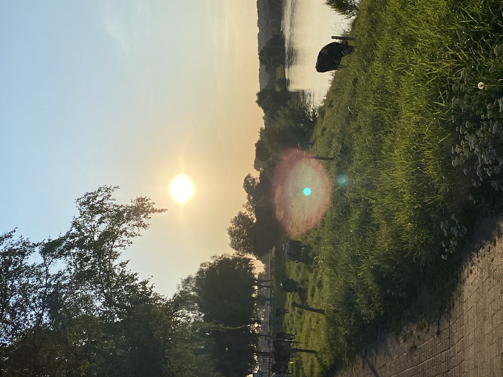 The image depicts a sunset scene near the Weser river in Rinteln, Germany. A paved pathway runs along the left side of the frame, bordered by a grassy embankment. Several cows are grazing on the grass. In the background, trees line the opposite bank of the river, and the setting sun casts a warm glow across the sky. The overall impression is one of rural tranquility.