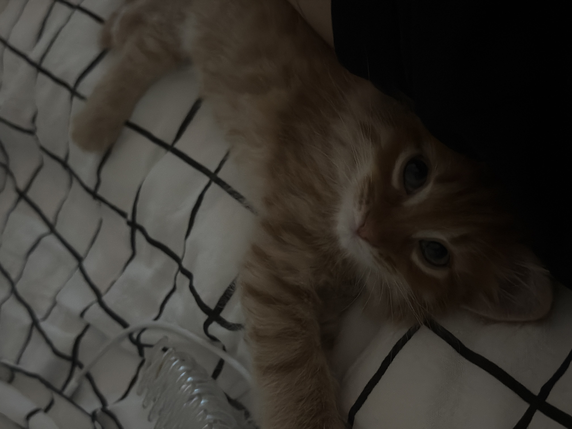 A ginger kitten lies on a white surface with a black grid pattern. The kitten is stretched out with its head resting on the surface and its eyes open. Part of the kitten's body is obscured by a dark object. A transparent, comb-like object is visible in the lower-left corner of the frame. There is no indication of the location being Khimki, Russia.