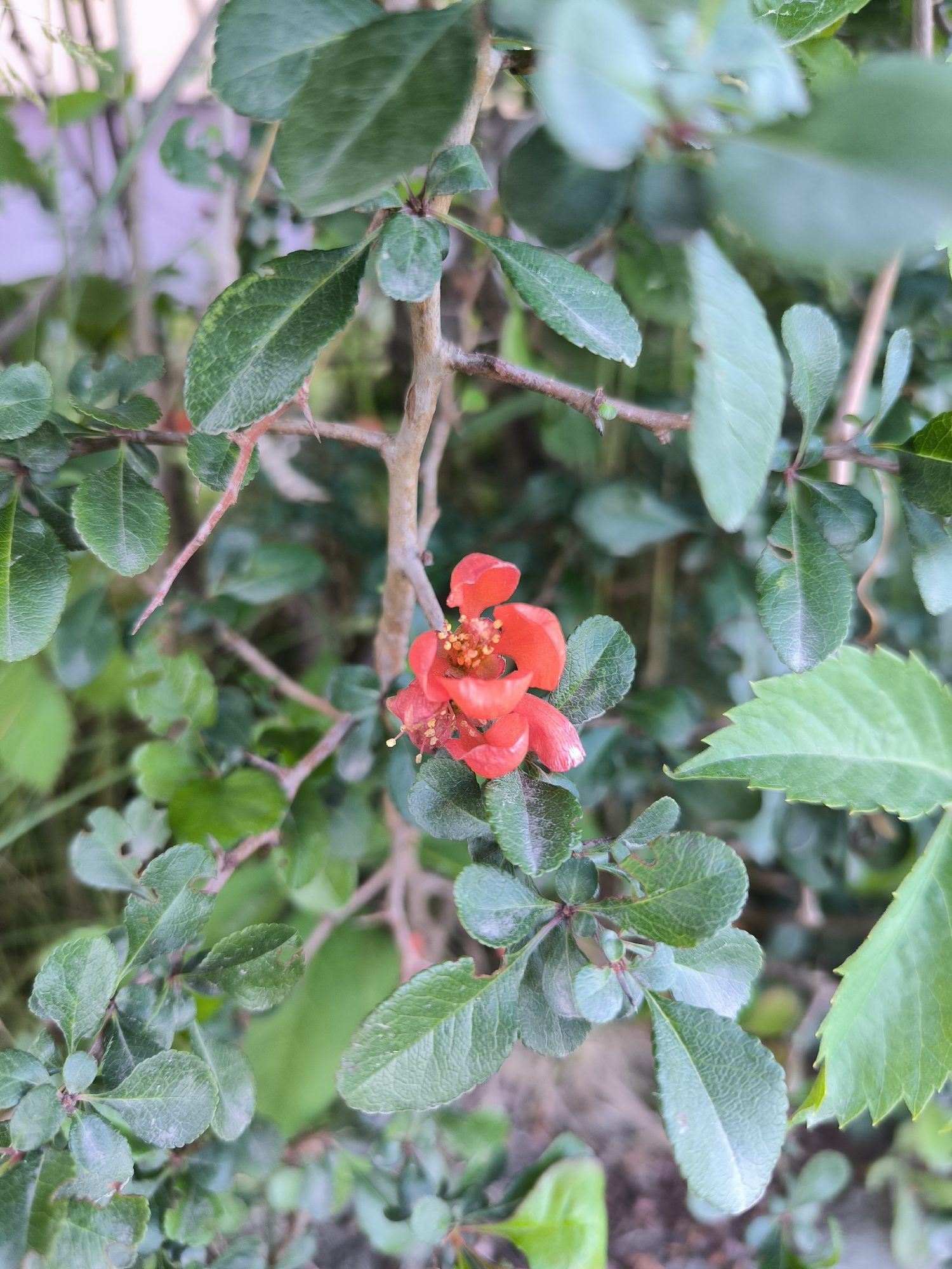A close-up, vertically oriented photograph displays a flowering plant characterized by prominent green foliage and a single vibrant red-orange bloom.
The central subject is a five-petaled, cup-shaped flower, intensely red-orange in color, positioned slightly below the vertical center of the frame. Its core is densely packed with numerous bright yellow-orange stamens, each tipped with a darker orange or brown anther.
The plant features numerous dark green leaves, predominantly ovate to elliptical in shape, exhibiting clearly visible venation and distinctively serrated or crenated (scalloped) margins. Some leaf surfaces show a slightly textured or dusty appearance, and minor imperfections such as small holes or lighter green mottling are present on several leaves. These leaves are densely arranged along slender, woody, light brown branches. Multiple sharp, pointed thorns, characteristic of the plant species, protrude from the branches, notably visible in the upper right and middle-left sections of the image.
The background is rendered in a significant, soft blur due to a shallow depth of field, presenting an abstract wash of various green tones from additional foliage. In the upper-left background, a faint, desaturated, light purple or lilac-colored blur suggests a distant, indistinct structure or wall. The lighting is diffuse and natural. No human subjects, animals, or specific identifying landmarks are visible within the frame to indicate a precise geographic location.
