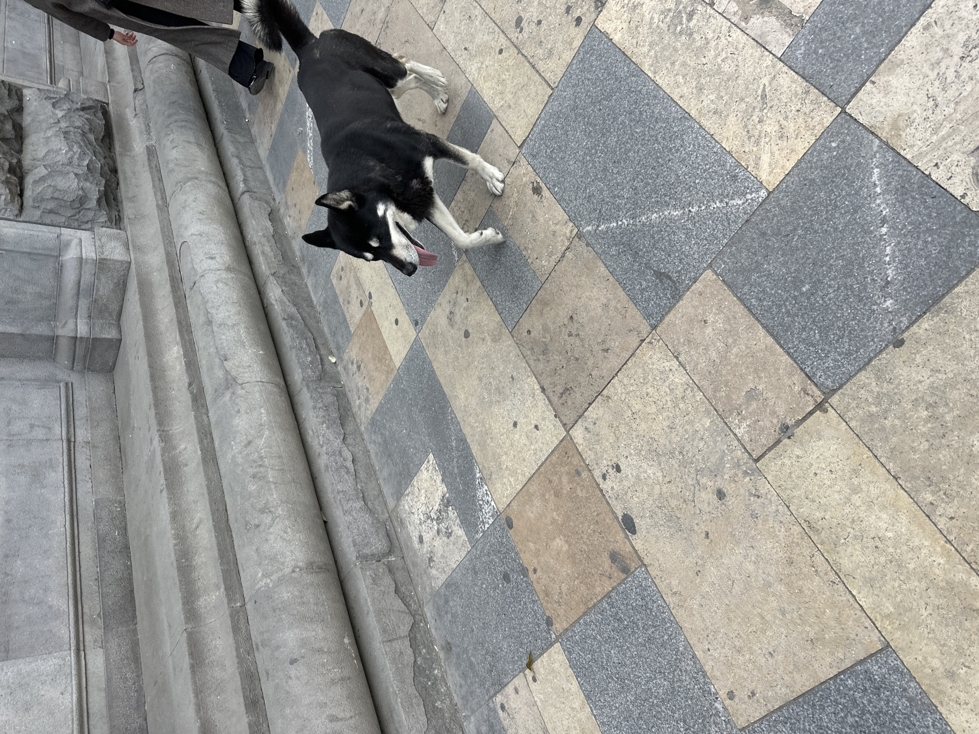 The scene captured in Tbilisi, Georgia, portrays a black and white dog with its tongue out, lying on a paved surface of alternating gray and tan rectangular stones. The dog appears to be panting, potentially due to heat or exertion. In the upper left corner of the image, a person’s lower body and legs can be seen, suggesting they may be the dog's owner or caretaker. Adjacent to the paved surface on the left is a stone structure, possibly a building facade or part of an architectural feature. The overall impression is of an urban scene with a dog resting near a building in Tbilisi.