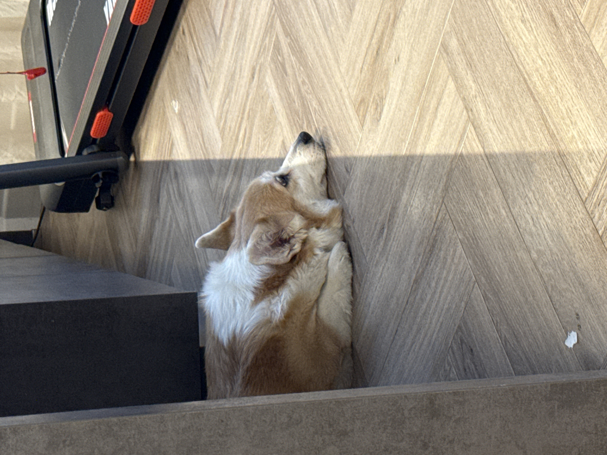 A dog is lying on a patterned floor near a treadmill. The dog is tan and white, and it is lying with its head against the floor. The treadmill is black and red, and it is positioned next to the dog. The floor has a light wood grain pattern, and there is some natural light in the scene. The location in the city of Krasnoyarsk, Russia, is not discernible from the image.