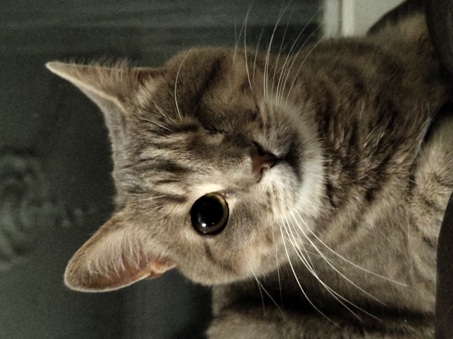 A close-up, head-on shot focuses on a grey tabby cat with striking amber eyes. The cat is missing its left eye, giving it a distinctive appearance. Its fur displays the classic striped pattern of a tabby, with darker grey markings against a lighter grey base. The cat's ears are alert, and its whiskers are prominent and fanned out. The background is dark and indistinct, suggesting an indoor setting. No other subjects, objects, or environmental details are discernible in this tightly cropped image. The location is unknown.