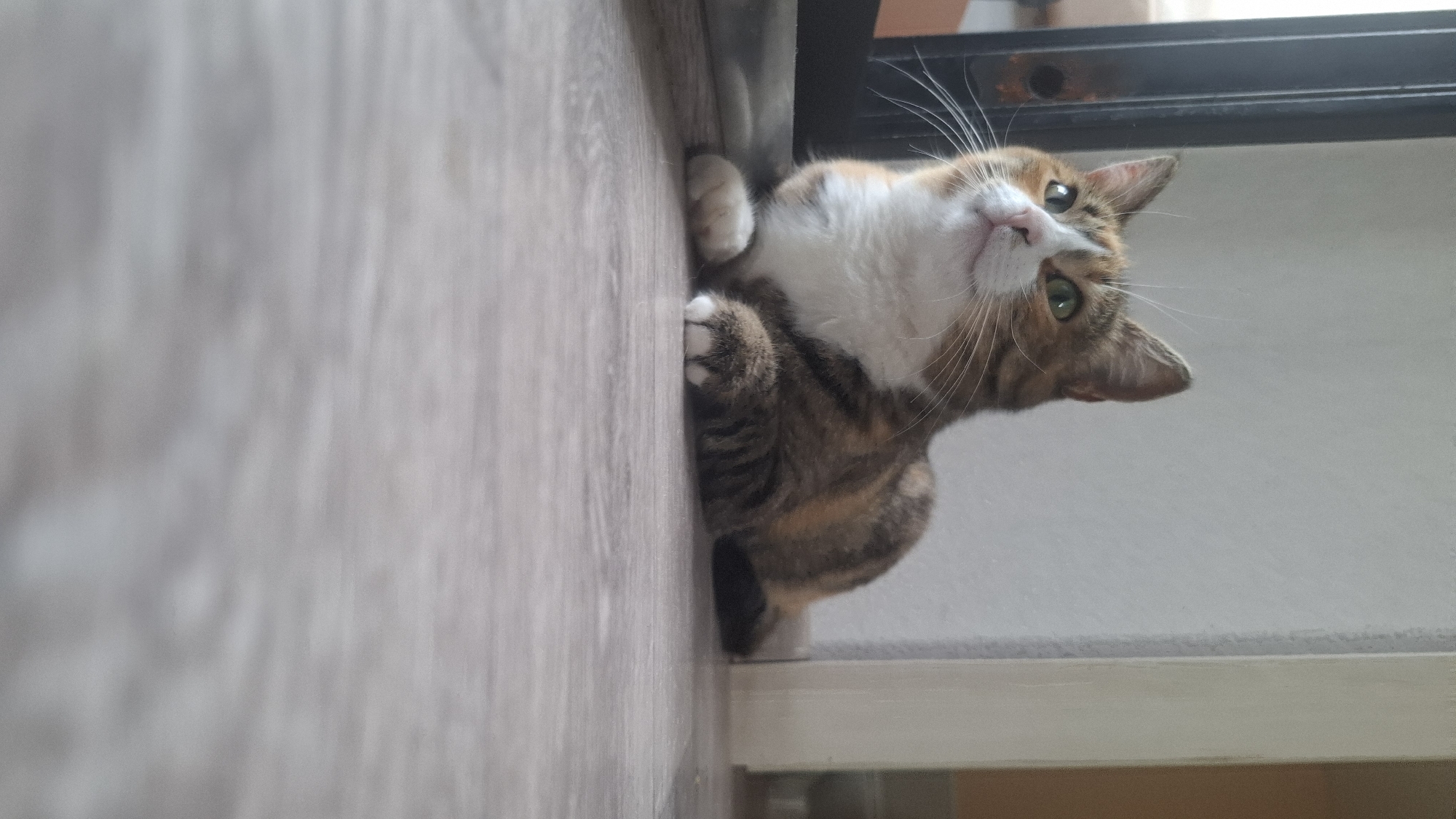 An image captures a calico cat, primarily white, orange, and dark brown, with striking bright green eyes. The cat is looking upwards and slightly to the left with an alert and curious expression. Its head and part of its torso are visible, with its front paws resting on a light-colored wooden surface that occupies the left side of the frame. The cat appears to be peering over an edge or threshold. To the right and behind the cat, there is a white wall and a dark, possibly metallic, frame or ledge. The lighting is soft and bright, indicating daytime. The scene is indoors. The image is rotated, showing the cat on its side. No text is visible.