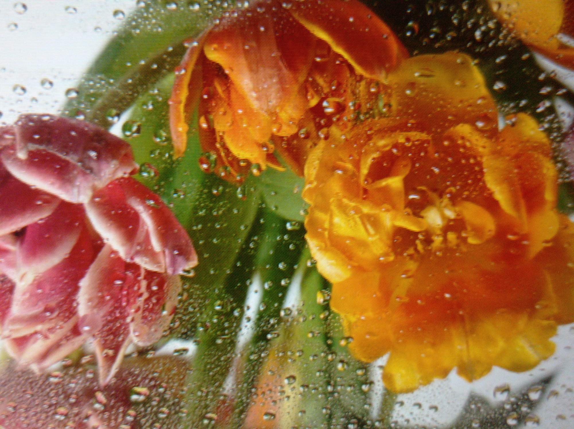 The image shows a close-up, slightly out-of-focus view of several tulip blossoms covered in water droplets. The tulips appear to be a mix of pink, orange, and yellow. The background is a blur of green and white. The presence of water droplets suggests the flowers may have been recently rained on or misted. The image is a still photograph and contains no information about the city of Mukachevo, Ukraine, or any people.