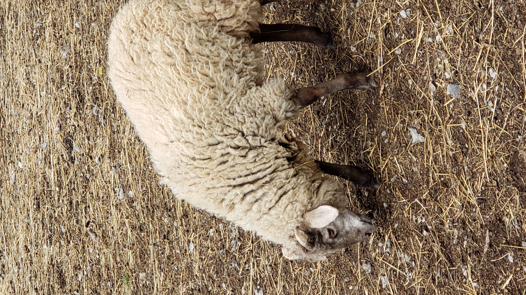 A sheep with thick, off-white wool and dark legs grazes on a ground covered with straw and dirt. The sheep's head is lowered, and its face is a mixture of grey and white, with a visible ear. The background consists of dry straw and soil, with small stones scattered throughout. The image is taken from a slightly elevated angle, focusing on the sheep. No identifiable landmarks of Prešov, Slovakia are visible in the image.