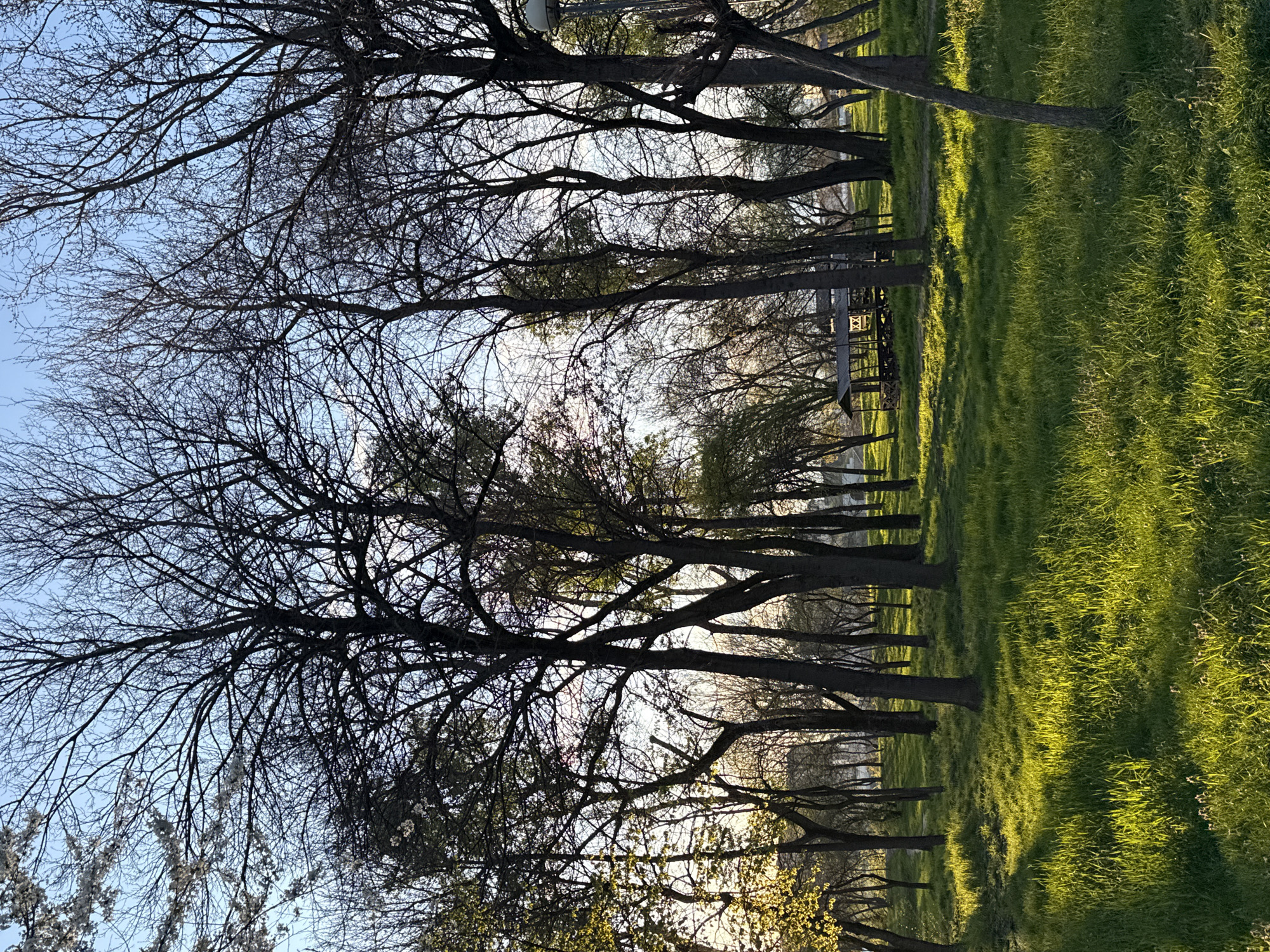 The image depicts a park setting in an urban environment. A line of trees with bare branches dominates the foreground, their silhouettes contrasting against the bright sky. Patches of vibrant green grass cover the ground, with the sunlight filtering through the trees. In the distance, a structure is visible between the trees, possibly a park pavilion. The scene appears peaceful and serene. The location in the city of Unknown, Unknown is not discernible from the visual information provided.
