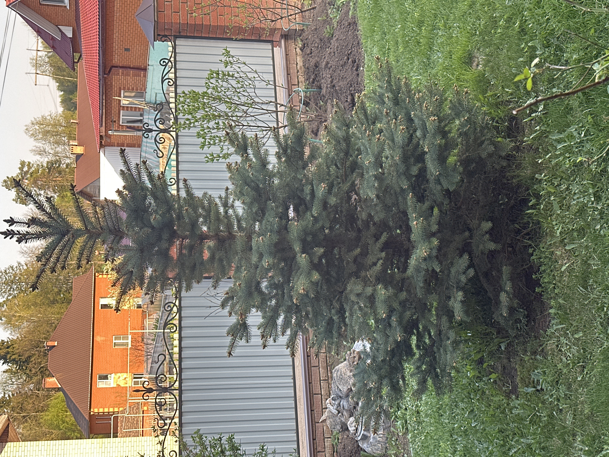 The image shows a spruce tree in a garden or yard in Chaikovsky, Russia. The tree is located near a fence and a brick building. There is green grass in the foreground, and a red brick house is visible in the background. The sky is overcast.