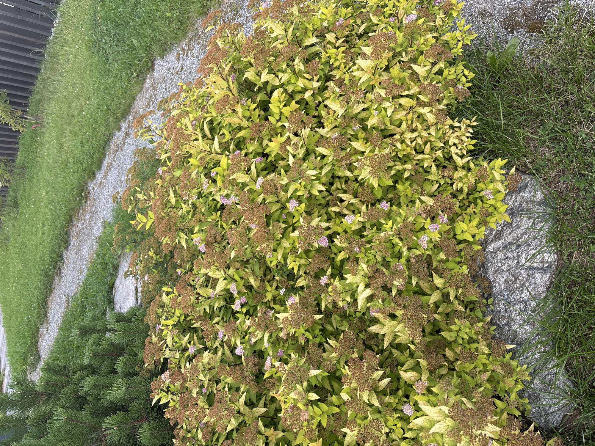 The image shows an outdoor scene in the city of Zvenigorod, Russia. In the foreground, a large bush with yellow and green leaves and small pink flowers is the primary subject. The bush has numerous clusters of brown seed heads. To the left of the bush is a large grey rock, and to the right and behind it, a gravel path winds through the scene. Beyond the path is a patch of green grass, and further in the background, a dark wooden fence is visible. A coniferous plant with dark green needles is also visible to the left of the bush. The lighting suggests it is daytime, with the sun casting some shadows. There are no people or animals present in the image.