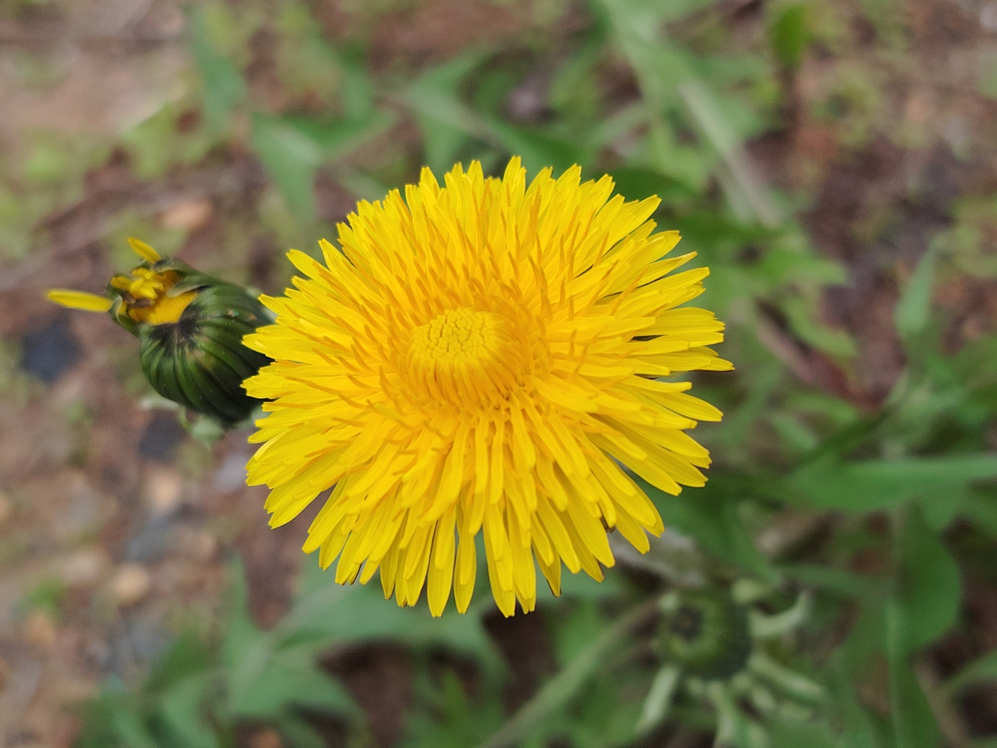 A close-up shows a vibrant yellow dandelion in full bloom, positioned slightly to the right of the frame's center. An unopened dandelion bud sits to the left. The background is soft, with blurred green foliage suggesting a grassy area. The location is assumed to be Марковский, Russia, based on the prompt's instruction. No people or interactions are visible in the scene.