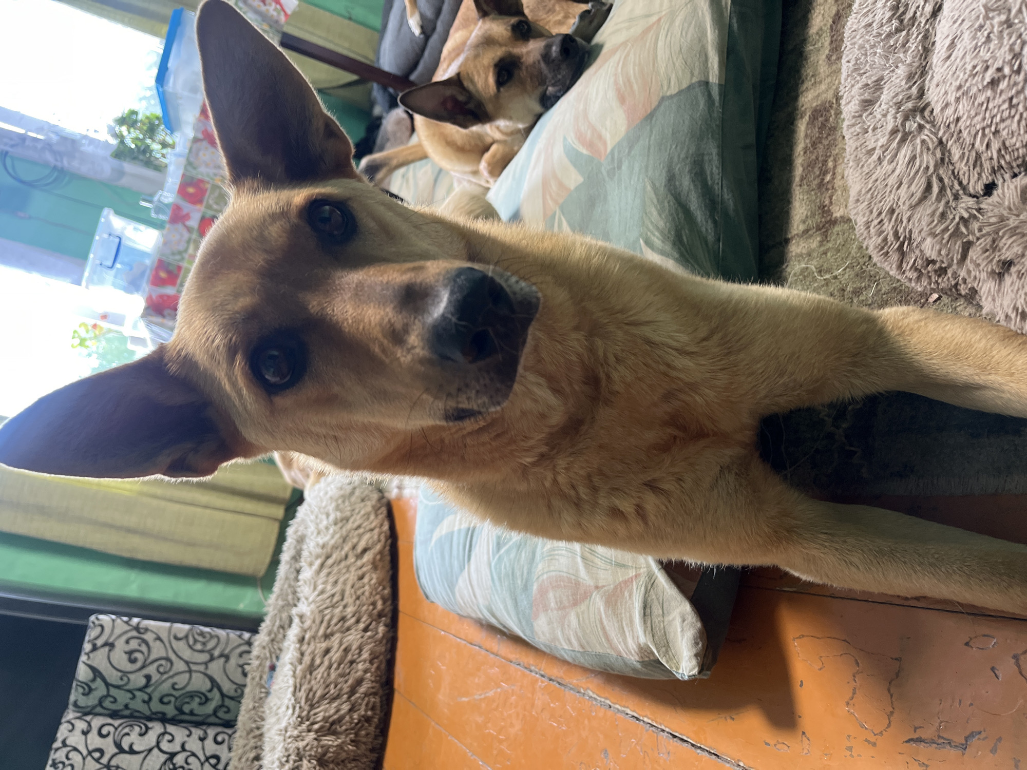 The image shows two dogs indoors, possibly in a residential setting. The foreground features a tan-colored dog with large ears, looking directly at the camera. It is standing on a patterned cushion. Behind it, another tan-colored dog is lying down on a similar cushion. The environment appears to be a room with wooden flooring painted orange, and some visible furniture including a fluffy dog bed. Curtains and windows are visible in the background. There is no indication of the specific location within Nizhny Tagil, Russia, or any specific actions or interactions beyond the dogs resting and observing.