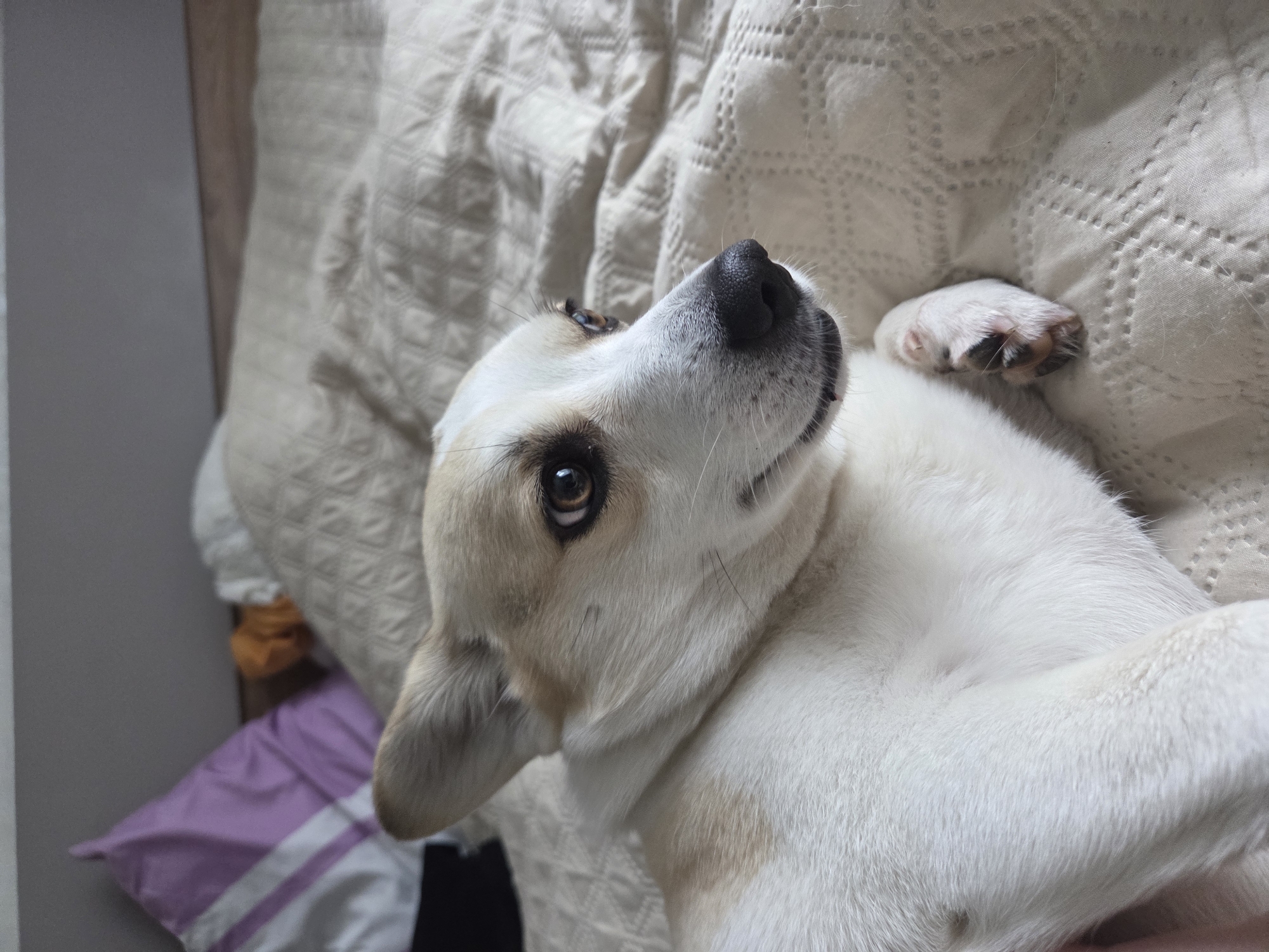 A close-up, high-angle shot shows a white and tan dog lying on its back on a light-colored, textured bedspread. The dog's head is tilted back, looking up and to the left. Its eyes are open and one paw is visible, curled up near its head. Part of a pillow with a purple and white striped pillowcase is visible in the lower-left corner. The background is slightly out of focus.