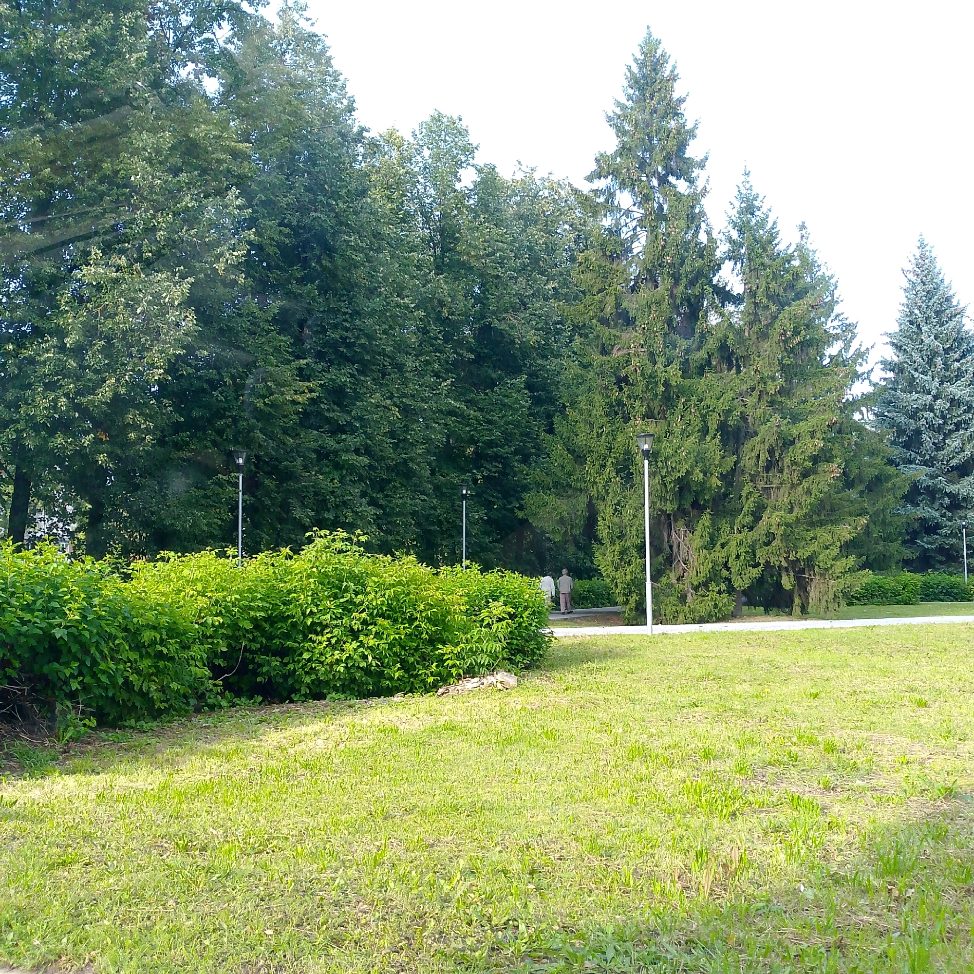 The image captures a park scene in the city of Vyazniki, Russia, on a bright, possibly sunny day. The foreground is dominated by a well-maintained lawn, with patches of slightly longer grass and some dry leaves scattered across it. To the left, a dense, vibrant green hedge forms a natural barrier. Beyond the hedge, a paved pathway curves through the park. Two lampposts are visible: one closer to the hedge and another further down the path. The background features a dense forest with a variety of trees, including tall coniferous trees that are characteristic of the region. In the middle ground, two individuals, appearing to be adults, are walking away from the camera on the pathway. They are dressed casually, with one person wearing a light-colored top and the other a darker top and light-colored pants. The overall impression is one of a peaceful, natural environment within an urban setting.