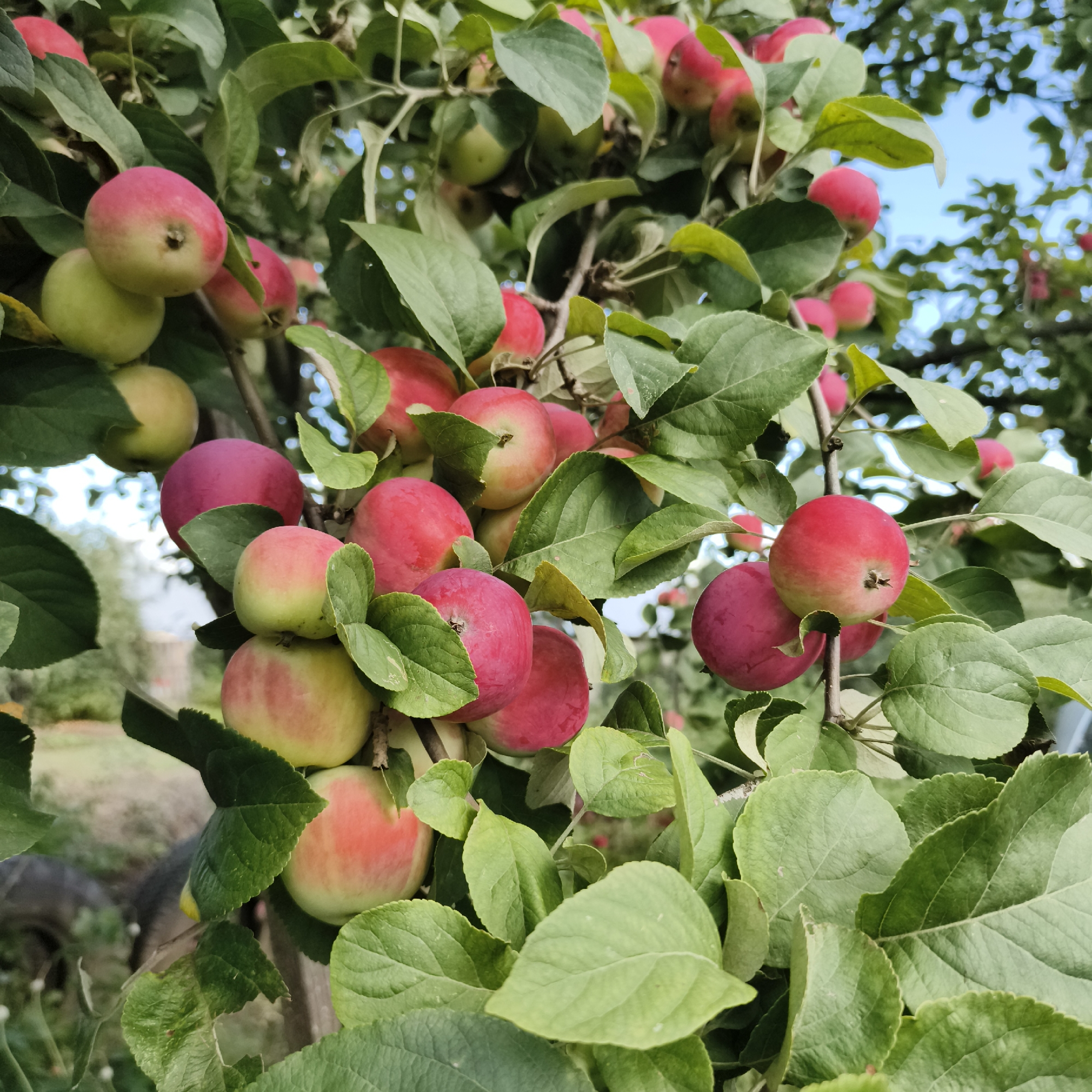 The image shows a close-up of an apple tree laden with ripe red and green apples and lush green leaves. The apples are clustered on branches, some in full view and others partially obscured by foliage. The background is blurred, suggesting an outdoor setting with hints of sky and distant greenery. The scene is static, with no people or discernible actions taking place. The overall impression is of a bountiful harvest in a natural environment. There is no information in the image to indicate its location in Chaikovsky, Russia.