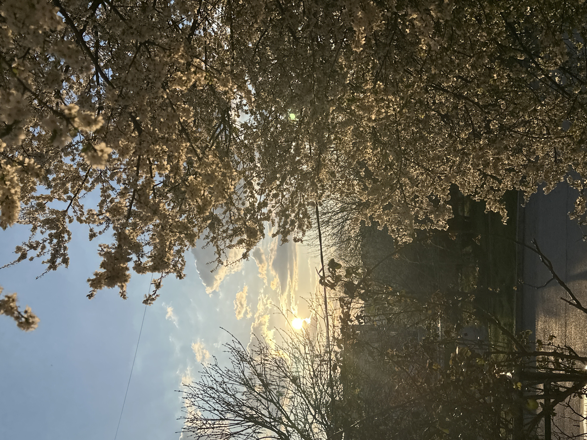The image shows a view looking upwards through flowering trees towards the setting sun. The location appears to be in an urban environment due to the presence of a paved road on the right side of the image. The sky is a light blue with scattered clouds. The sun is partially obscured by clouds and tree branches. There are no people visible in the image. The location in the city of Targovishte, Bulgaria is not discernible from the image.