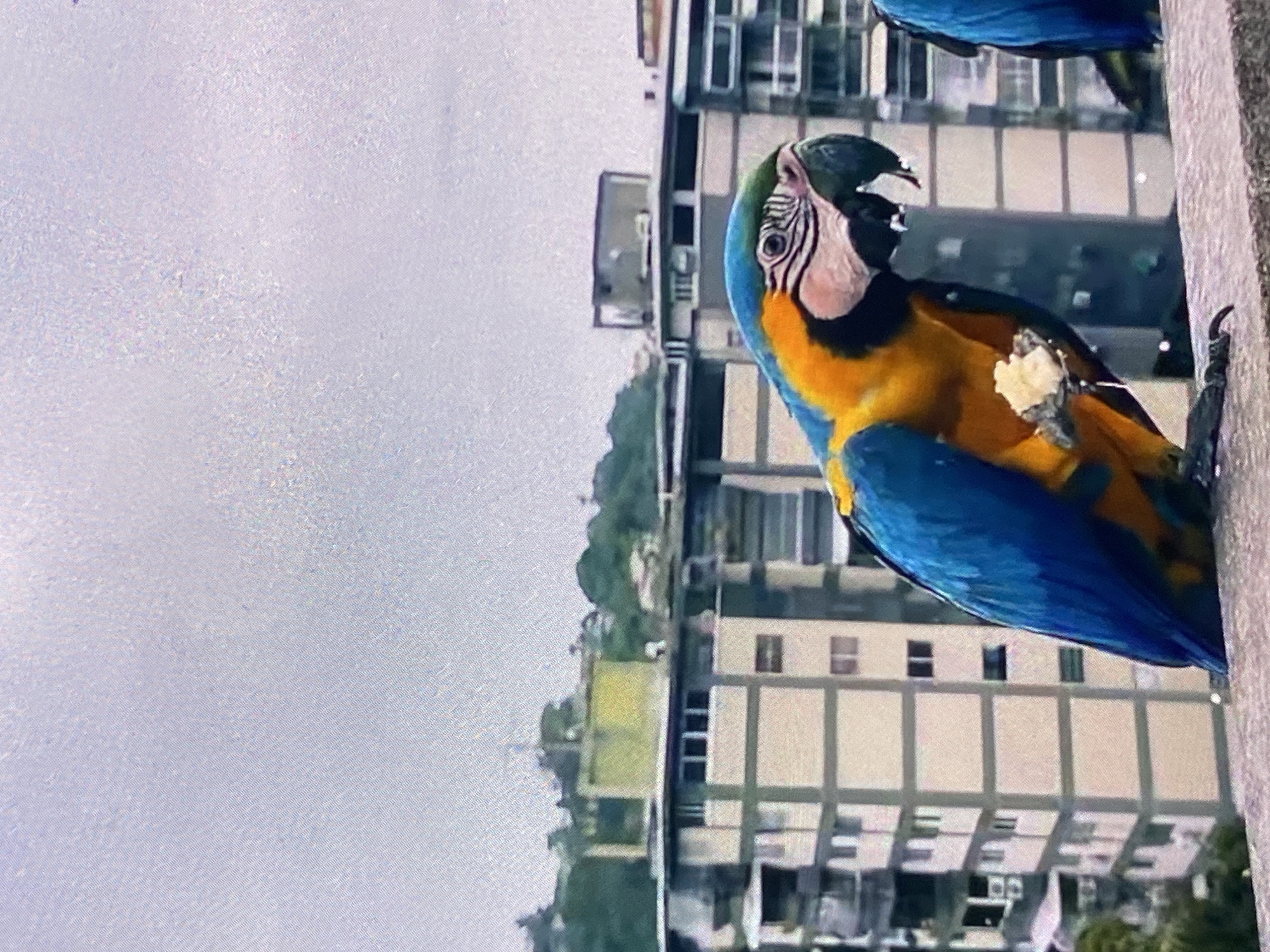 A close-up shot of a blue-and-yellow macaw perched on a ledge. The bird is holding a piece of food in its claw. Behind the bird is a cityscape, with a dense cluster of buildings. The sky above is overcast. The city is Tinaquillo, Venezuela.