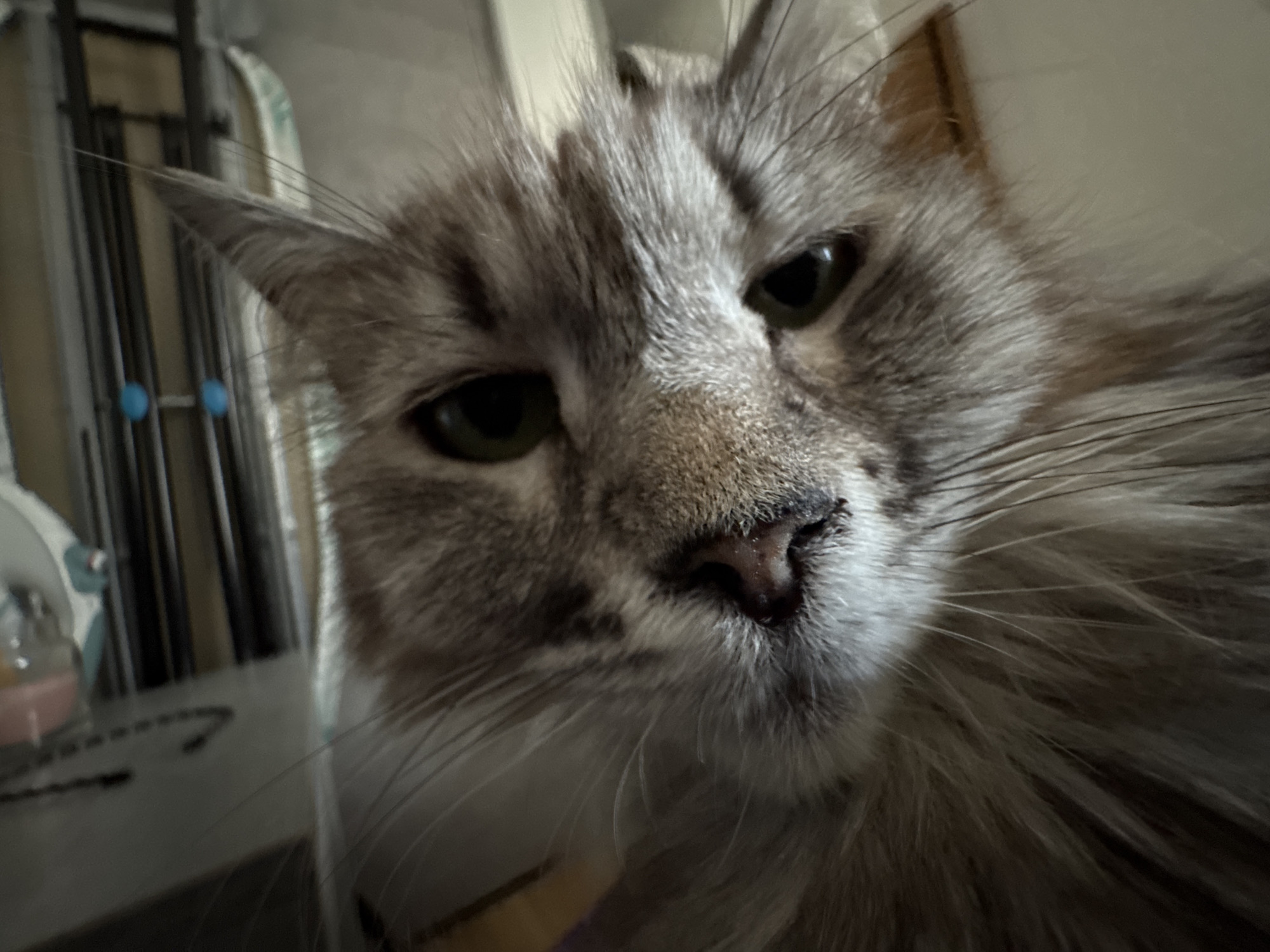 A close-up photograph depicts the face of a grey tabby cat with a white muzzle. The cat's eyes are green and appear to be looking directly at the camera. The photograph captures the fine details of the cat's fur and whiskers. The background is blurred. The location is Unknown, Unknown.