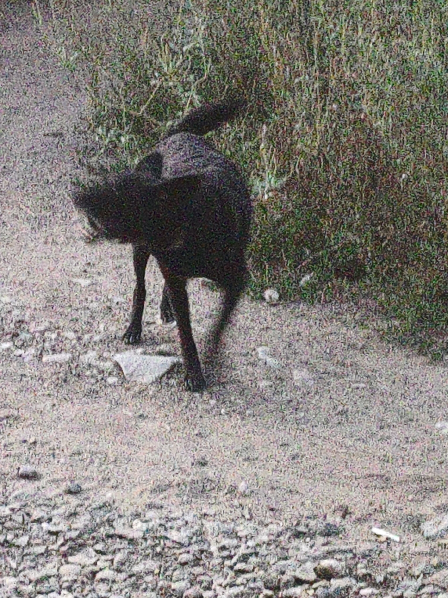 The image shows a black dog in motion, with its body blurred due to movement. The dog is standing on a gravel path, with tall, dry grass and vegetation in the background. There is a white object, possibly a piece of paper or plastic, on the ground near the dog's hind legs. The overall scene appears to be outdoors, in a natural or semi-natural environment. There is no visible indication of the specific location within Aktobe, Kazakhstan.