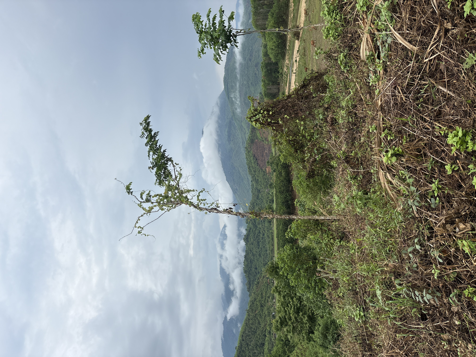The image depicts a landscape in Khanh Vinh, Vietnam. The foreground shows dense vegetation, including grasses, bushes, and small trees, extending to the right edge of the frame. Two slender trees, one taller than the other, stand upright with sparse foliage. The background features mountainous terrain partially obscured by low-lying clouds. The sky is overcast with a diffused light. A small clearing with buildings is visible between the trees and mountains.