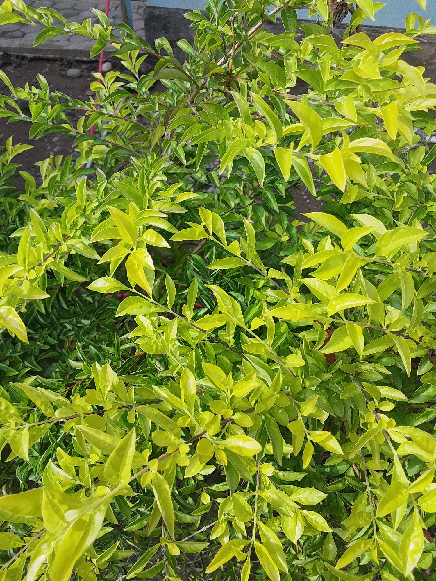 A close-up shot of a green plant with golden-yellow leaves, taken in the city of Keudejungkagajah, Indonesia. The plant is densely packed with small, pointed leaves that have a glossy sheen, suggesting they are healthy and well-hydrated. The lighting indicates it is daytime, with sunlight illuminating the leaves, creating highlights and shadows. The background is out of focus, showing hints of a natural environment, possibly soil and other foliage, typical of an outdoor setting in a tropical climate like Indonesia. There are no people or any other discernible objects in the frame.