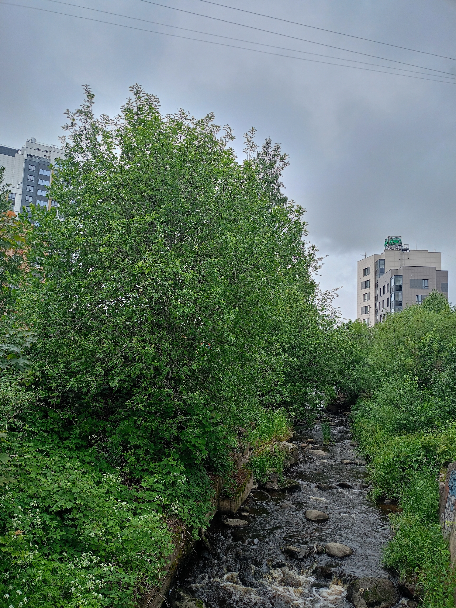 This media file depicts a natural scene juxtaposed with urban elements. A narrow, rocky stream flows through lush green vegetation, including dense trees and smaller plants with white flowers. The stream bed is filled with dark stones, and the water appears somewhat turbulent, suggesting a moderate flow.
On either side of the stream, the vegetation is thick and overhanging, creating a sense of a natural corridor. In the background, tall, modern buildings rise above the trees. One building is white and grey with many windows, while another, further in the distance, is lighter in color and features a distinctive green logo or sign at its apex, possibly indicating a corporate or commercial entity. Power lines are visible crisscrossing the overcast sky.
The weather appears to be cloudy, contributing to a somewhat muted and cool color palette. The time of day is not explicitly indicated, but the diffused light suggests it is daytime. The scene captures a blend of nature and urban development, with the stream acting as a transitional element between the two. There are no people visible in the image. The overall mood is one of quiet observation of this mixed landscape.