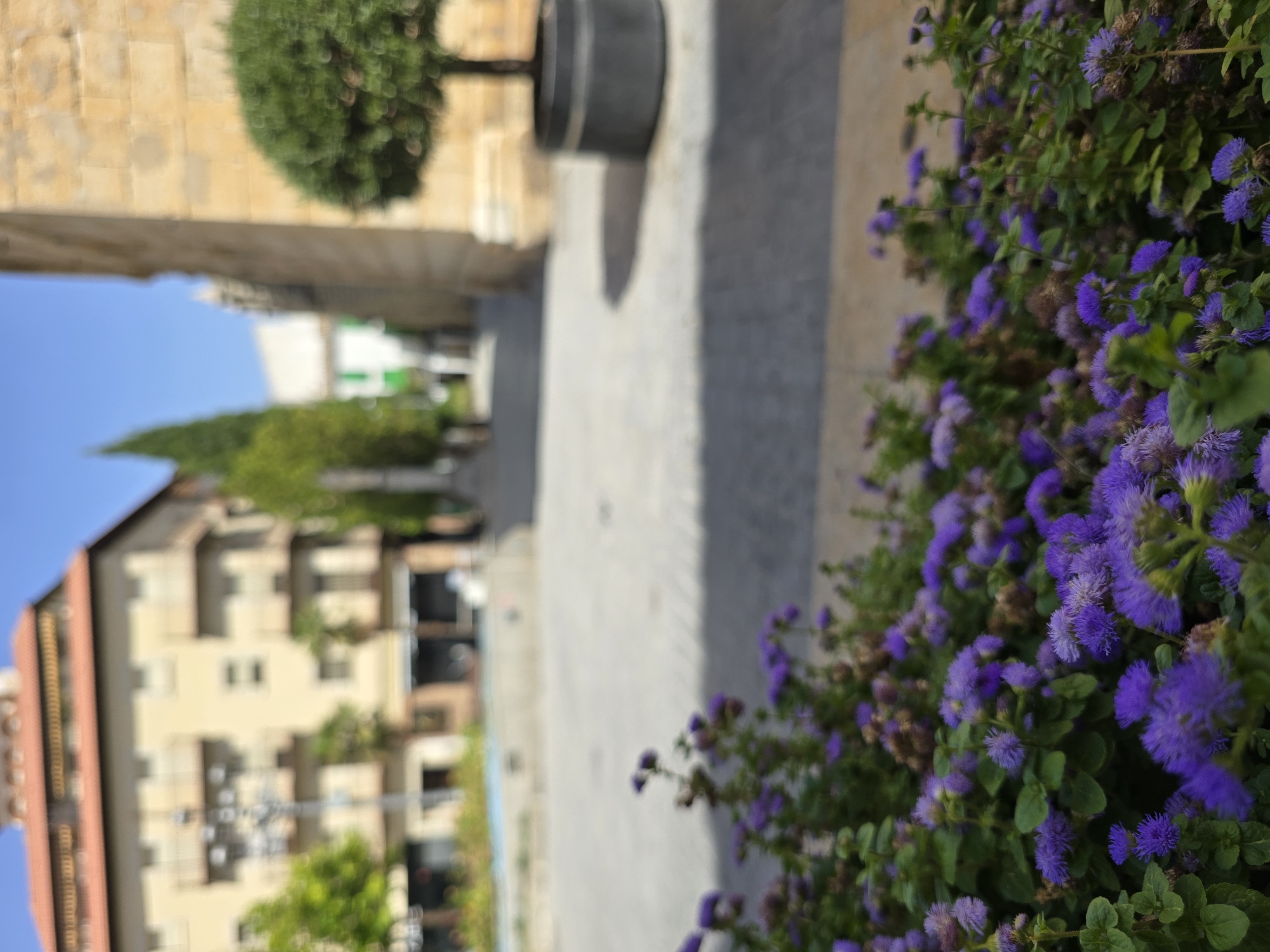 The image depicts an outdoor urban scene. In the foreground, a dense cluster of small, vibrant purple flowers with fuzzy centers dominates the lower half of the frame, with their green foliage interspersed throughout. Behind the flowers, a paved walkway or plaza stretches into the background, partially obscured by shadows.
In the mid-ground, a building with a tan facade and red-tiled roof is visible on the left, featuring balconies and multiple windows. A streetlamp stands in front of this building. To the right of the walkway, a tall, light brown building with a textured stone facade is present, and in front of it, a neatly trimmed, dark green spherical tree in a dark gray pot. Further into the background, a narrow street or alleyway recedes, flanked by buildings. One building on the right of the alley appears to be white with green shutters, while another on the left is taller and tan. Several tall, slender green trees are planted along the alleyway. The sky above is a clear, bright blue.
Given the architectural style, particularly the tan building with the red-tiled roof and the warm stone facade of the building on the right, this scene is likely located in a historic part of Jaén, Spain. Such architectural elements are characteristic of the Andalusia region. Specifically, this could be a plaza or street in the old town of Jaén, possibly near the Cathedral or within the historic center. The presence of a decorative tree in a pot and the overall urban plaza setting are common in Spanish cities.
