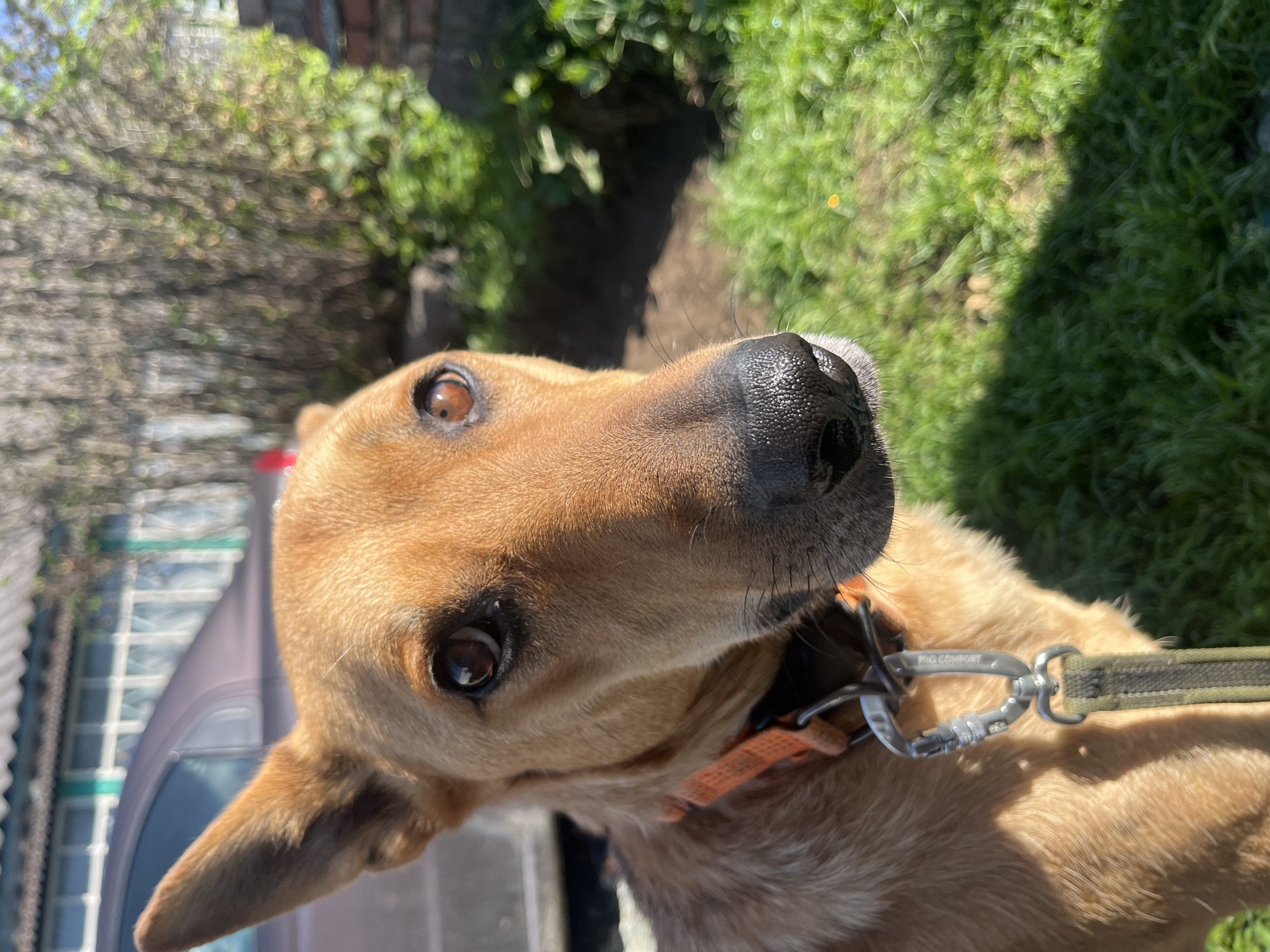 A close-up, eye-level shot focuses on the head and upper body of a medium-sized, tan-colored dog with large ears and brown eyes, wearing an orange collar and a leash. The dog is outdoors, with a blurred background of green grass, a bush, and a portion of a car and building. The lighting suggests it is daytime with sunlight casting shadows. The setting appears to be a residential backyard. It is impossible to determine the specific location within Nizhny Tagil, Russia, from the provided image.