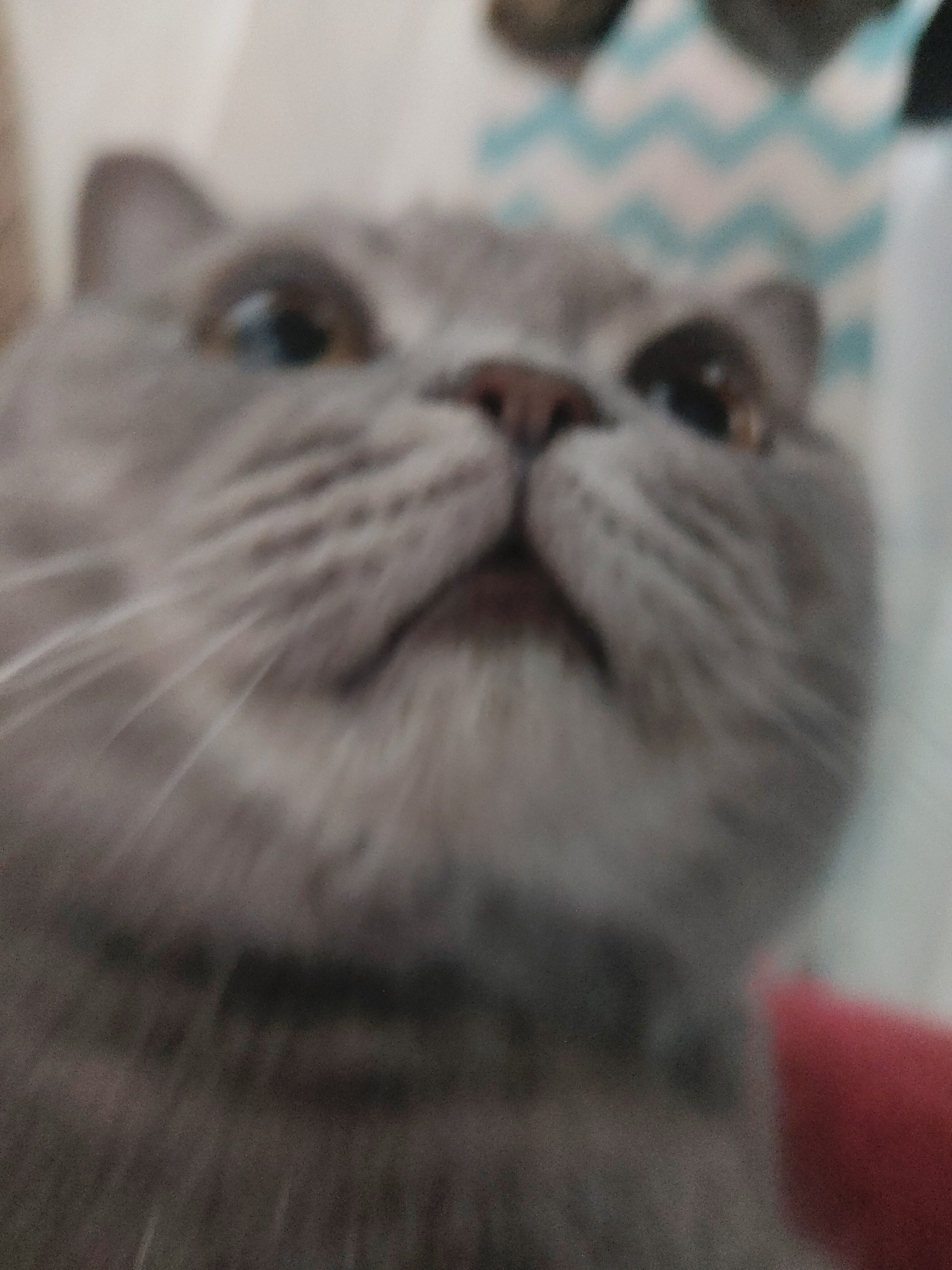 A blurry, close-up image shows the face of a grey cat, likely a British Shorthair or similar breed, filling most of the frame. The cat is looking upwards, with its mouth slightly open, revealing a glimpse of its tongue. Its eyes are wide and appear to be different colors due to lighting or heterochromia; one eye seems blue-green, and the other amber/brown.
The perspective is from below, as if the camera was held low, capturing a "selfie" style shot of the cat. The fur is uniformly grey. Visible whiskers are blurred, radiating from the muzzle.
In the background, behind the cat's head, a blue and white chevron patterned fabric or blanket is discernible on the top right. A section of red fabric or object is visible in the bottom right corner of the image. The entire photograph is significantly out of focus, creating a soft, dreamlike quality. There are no discernible location cues beyond an indoor setting, and no text is visible. The time of day is indeterminate. The cat's expression conveys a sense of curiosity or mild surprise due to its upward gaze and slightly open mouth.
