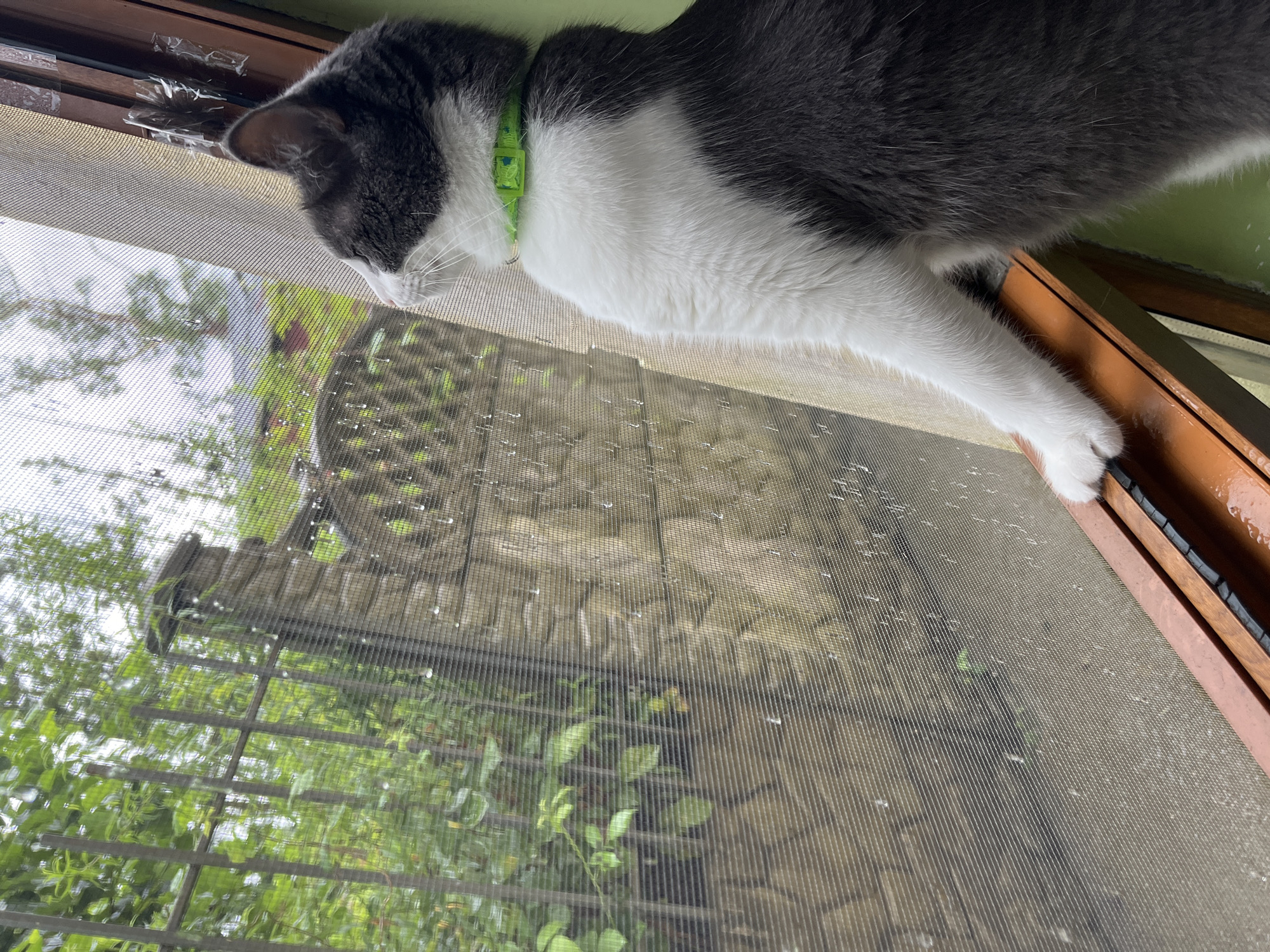 In Ureki, Georgia, on a rainy day, a gray and white cat with a green collar is perched on a window sill. The cat is looking out through a window screen at a lush green garden, a stone fence, and a metal fence. Water droplets are visible on the screen, indicating the ongoing rainfall. The window frame appears to be made of wood. The overall scene captures a moment of quiet observation by the feline amidst the natural elements.