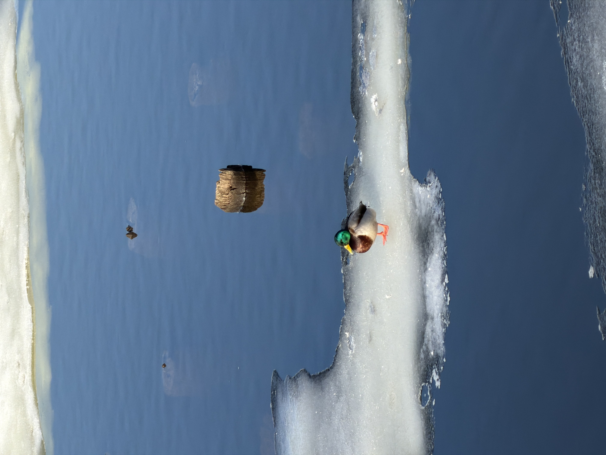 A solitary male mallard duck stands on an irregular white ice floe in a body of water in Izhevsk, Russia. The duck, positioned in the lower-middle right, faces left with its head turned right, displaying an iridescent green head, white collar, chestnut breast, grey flanks, and orange webbed feet. Dark blue open water surrounds the ice floe. Multiple weathered wooden stumps protrude from or are submerged in the water, visible above and to the left of the duck. A larger, lighter ice mass borders the water at the top of the frame. The scene is illuminated by direct sunlight.