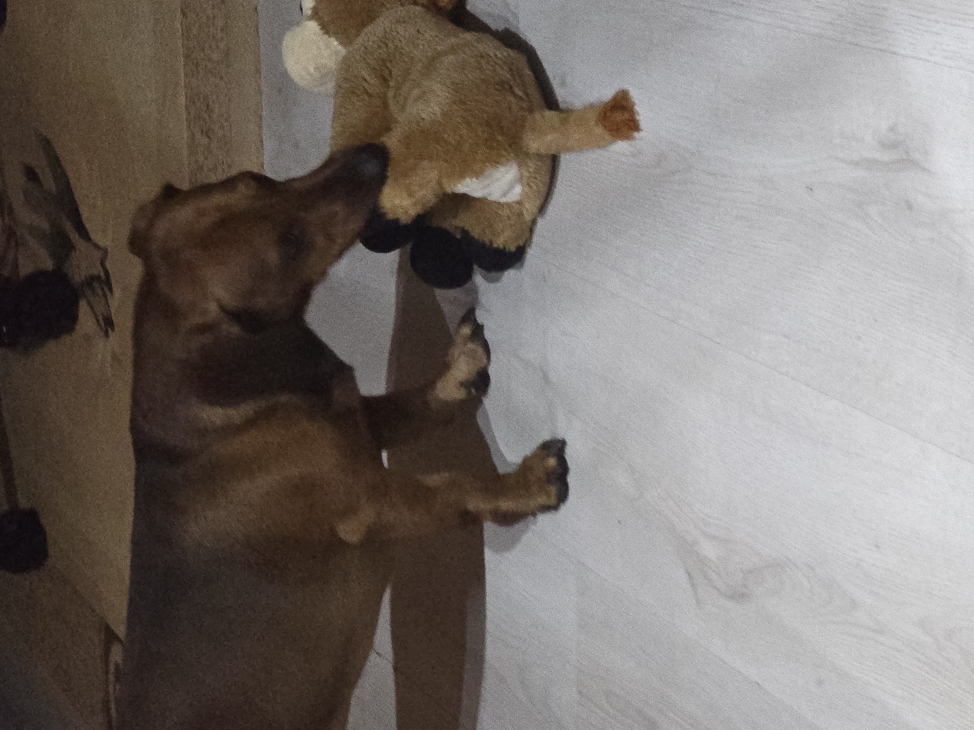 A medium-sized brown dog is playing with a tan stuffed animal on a light-colored wooden floor. The dog is in the foreground, facing to the right, with its mouth on the stuffed animal. The stuffed animal is lying on its side, with its legs and tail visible. The floor appears to be in a domestic setting, possibly a home. The lighting is dim, casting shadows on the floor. The background is out of focus and appears to be a darker, textured surface.