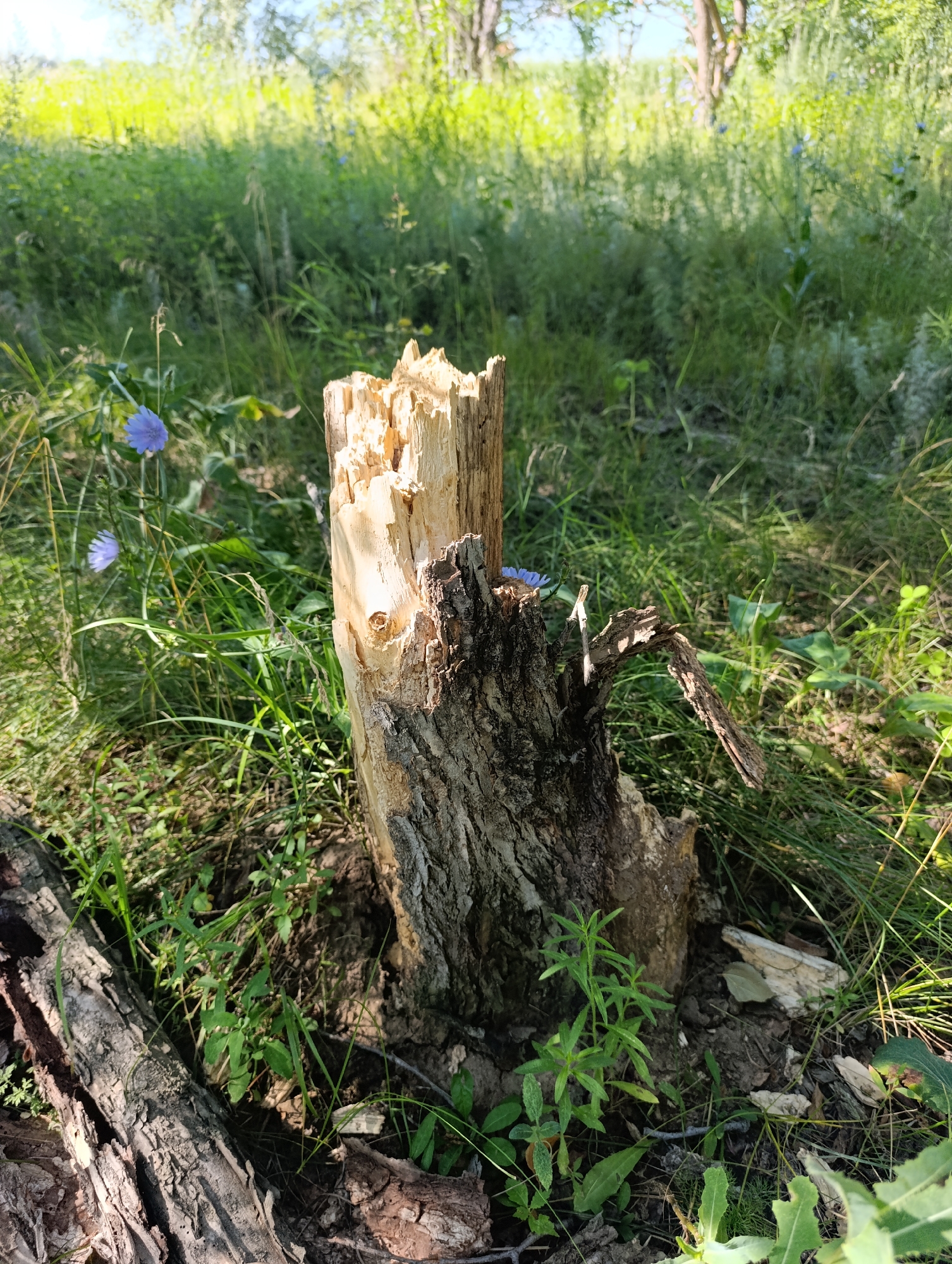 The image depicts a tree stump in a grassy area. The stump is rough and appears to be old, with splintered wood at the top. There are several small blue flowers growing in the grass around the stump. In the foreground, a fallen log is visible. The background consists of dense green foliage, with trees visible in the distance. The lighting suggests it is daytime, with sunlight filtering through the trees. The scene appears to be a natural, outdoor environment, likely in a rural or wooded area. The location is identified as Samoradovo, Russia, suggesting this is a rural landscape within that region. There are no people or animals present in the image.