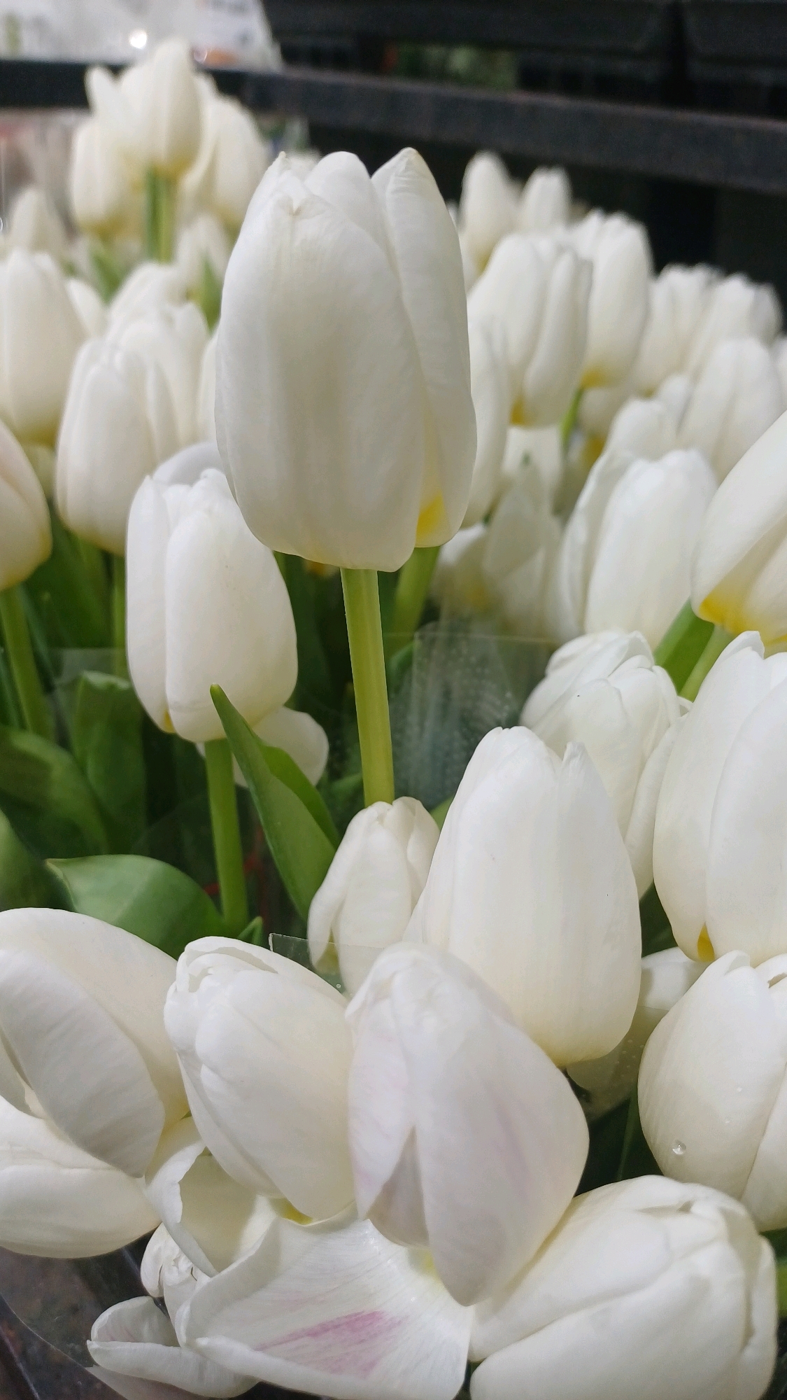 The image is a close-up, eye-level shot of a large bouquet of white tulips. The tulips are tightly packed together, with some in full bloom and others still partially closed. The petals are a soft white with hints of yellow at the base of some of the blooms. The stems are a vibrant green. The background is blurred, but appears to be a dark, possibly wooden, surface. The lighting is soft and natural, highlighting the delicate texture of the petals. There are no people or animals visible in the image. The scene is likely indoors, possibly in a flower shop or a market stall, given the way the flowers are arranged. This image does not contain any information that would suggest it was taken in Kuala Lumpur, Malaysia or any specific city.