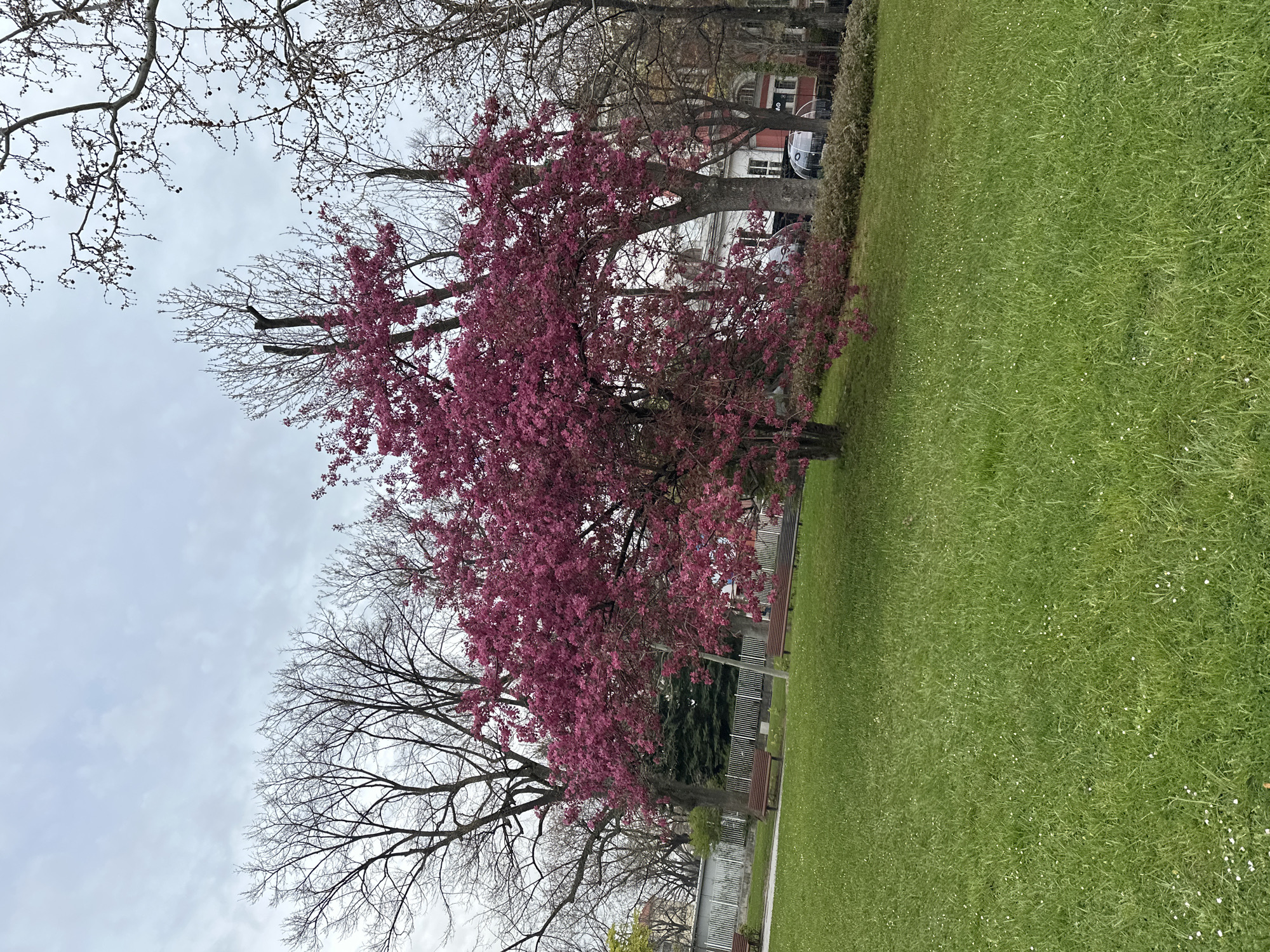 The image shows a park in Sofia, Bulgaria. A large tree with vibrant pink blossoms dominates the scene, contrasted against bare branches of other trees nearby. The sky is overcast. A patch of green grass covers the ground. In the background, buildings and hints of urban infrastructure are visible.