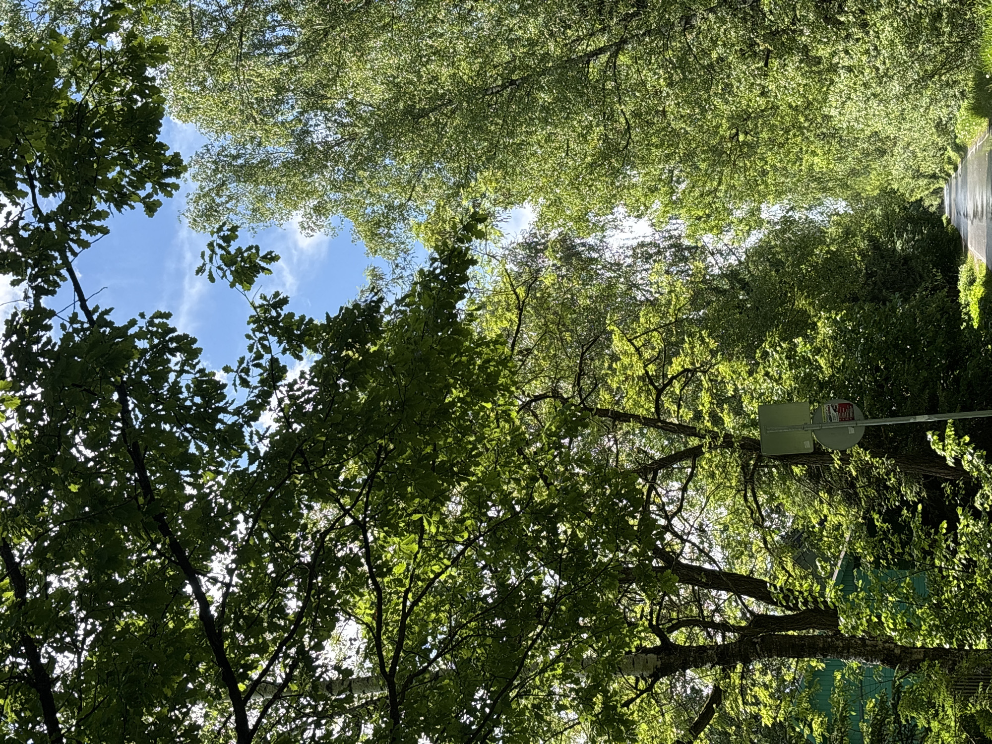 A view of the sky through trees, taken from below, likely in a park in or around the area of Шевлягино, Russia, during the daytime. The sky is partly cloudy with blue patches. The trees are full of green leaves. A street sign is visible near the center of the image among the tree branches. A green building with a pitched roof is visible. A road is visible on the right. The image is rotated 90 degrees clockwise.