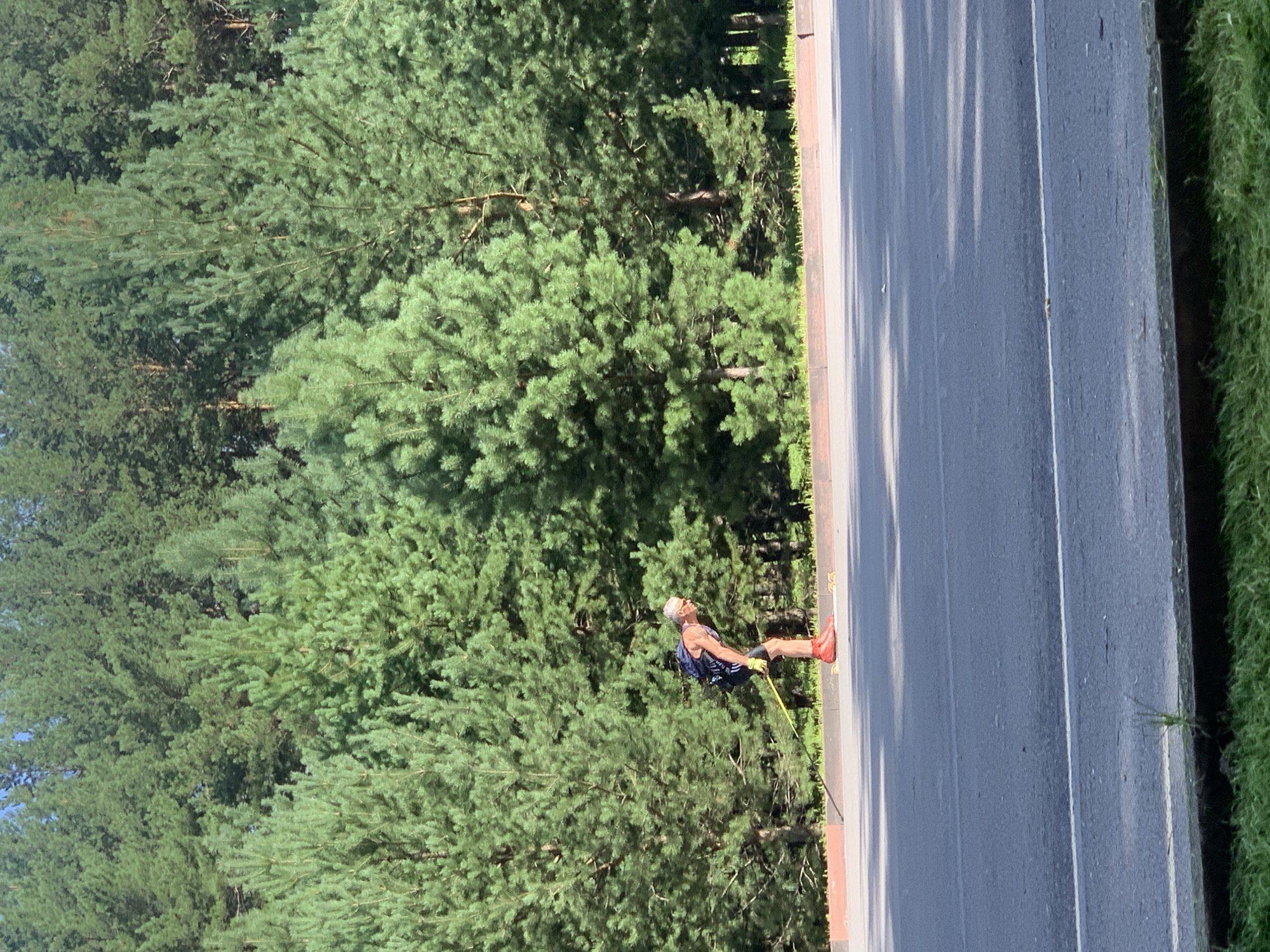 An image shows a person roller skiing on an asphalt road next to a dense pine forest. The person, who appears to be a male with fair skin and graying hair, is wearing a blue backpack, black shorts, and red shoes. They are using two ski poles to propel themselves forward. The sun is shining, casting shadows on the road. The background consists of numerous tall pine trees with lush green needles. A curb with reddish-brown edging runs along the edge of the road, separating it from the grass and trees. The scene is likely a park or a recreational area within or near the city of Prokopyevsk, Russia, given the presence of pine forests common in the region.