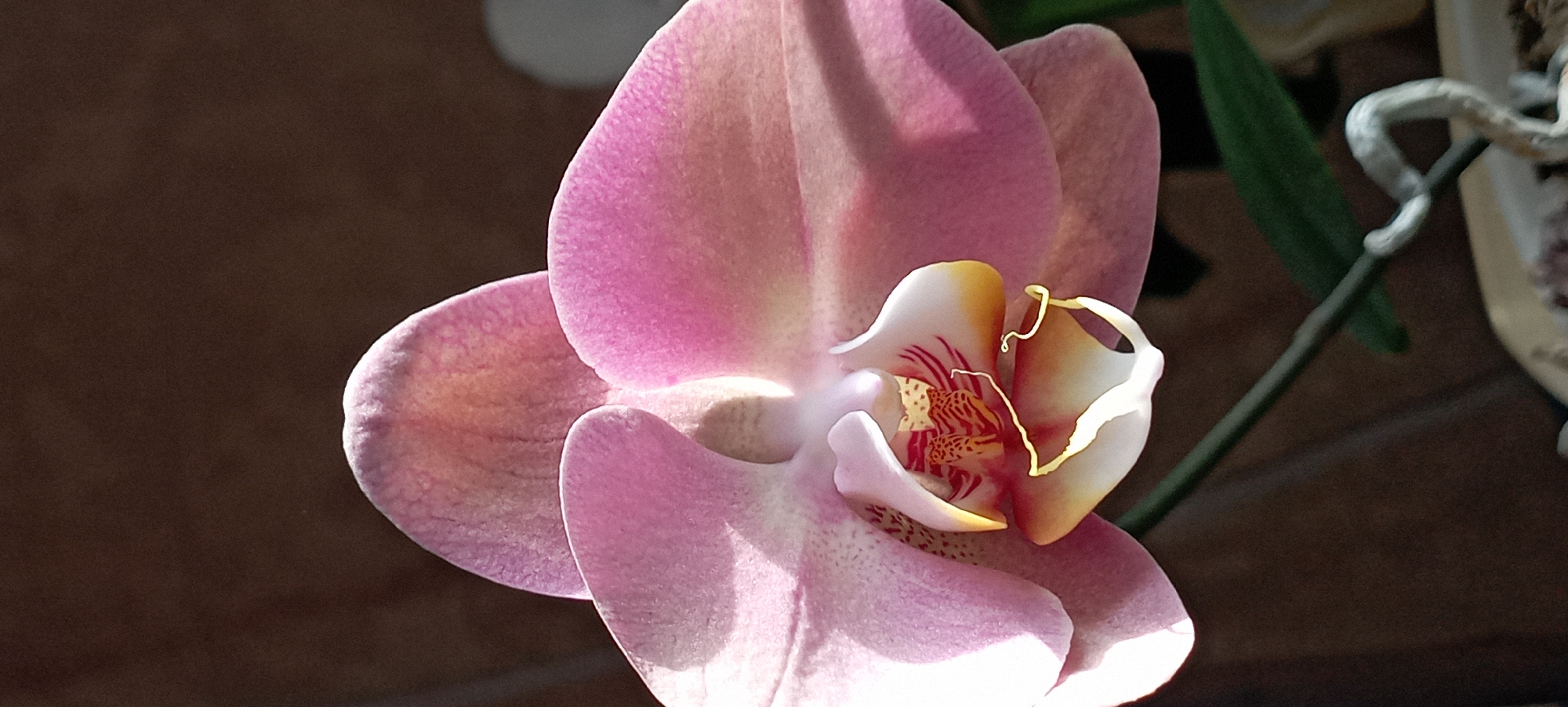 The image is a close-up, vertical shot of a single pink orchid flower. The flower is positioned centrally, with its petals and intricate inner structures in sharp focus. The petals are a soft pink, transitioning to a lighter shade towards the center. The innermost part of the flower displays delicate yellow and red markings, with a white lip. The background is dark brown and blurred, suggesting an indoor setting. The lighting creates highlights and shadows on the petals, emphasizing their texture and form. No people or specific locations in Radisne, Ukraine, are visible.