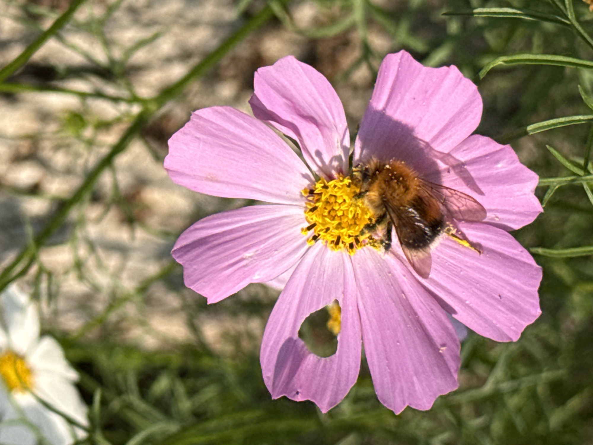 A close-up, eye-level shot captures a bumblebee in the center of a pink cosmos flower. The bumblebee is fuzzy and brown with black stripes, its wings are open as it probes the yellow center of the flower. One petal of the flower has a small, crescent-shaped hole in it. The background is blurred, with green foliage and hints of a white flower in the upper left corner. The scene is set in Chaikovsky, Russia.