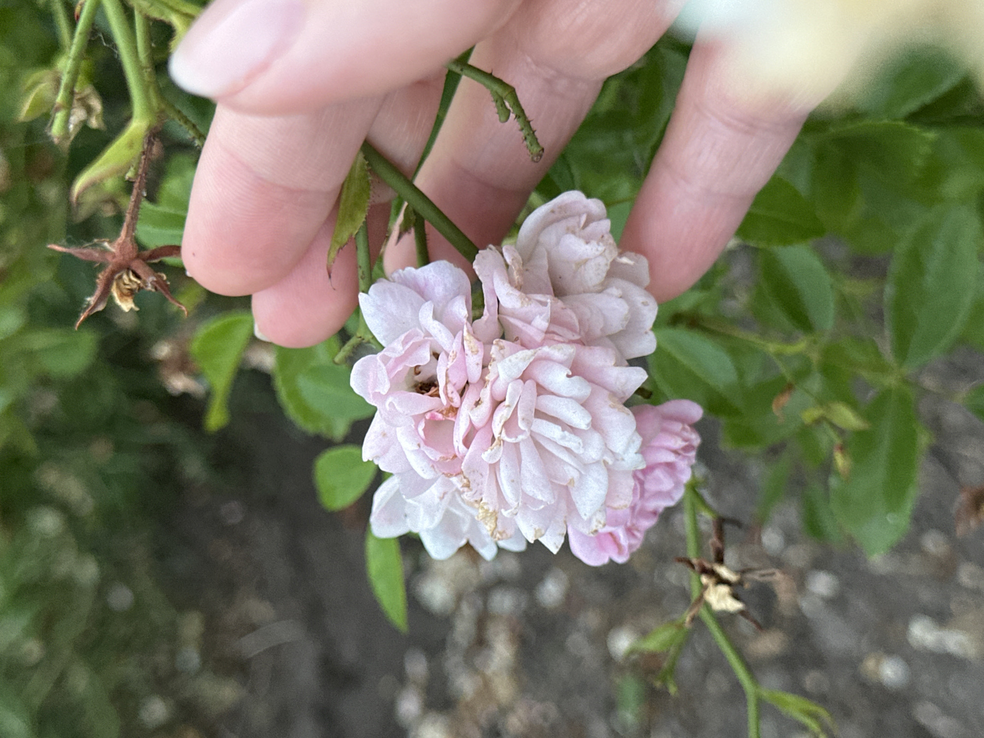 In this close-up, shallow depth of field image, a person's hand is gently holding a cluster of small, pale pink roses. The fingers, with light-colored skin and neatly trimmed nails, are positioned above and behind the delicate blooms, suggesting a moment of careful observation or perhaps tending to the plant. The roses themselves are detailed, showing multiple layers of ruffled petals, some with a slight wilting or browning at the edges, indicating they may be past their peak bloom.
The background is a soft blur of green foliage, suggesting an outdoor garden setting. The lighting appears to be natural, possibly daylight, given the soft illumination. The overall mood is peaceful and intimate, focusing on the subtle beauty of the flowers and the gentle interaction with them. There are no visible text elements in the image. The location context provided is Krefeld, Germany, which adds a geographical specificity to the scene. The image captures a quiet, natural moment, highlighting the intricate details of the roses and the tender touch of the hand.